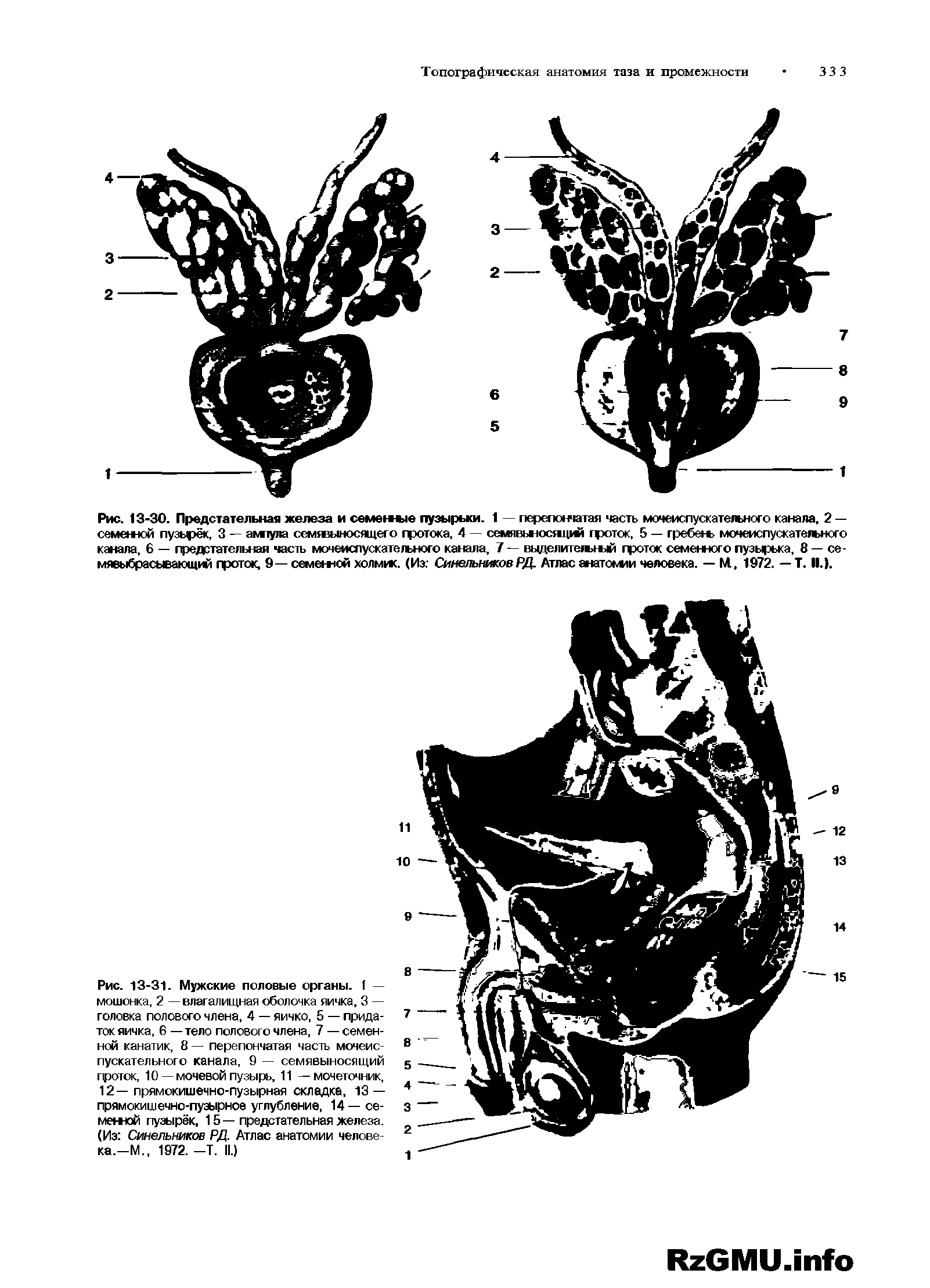 Рис. 13-31. Мужские половые органы. 1 — мошонка, 2 — влагалищная оболочка яичка, 3 — головка полового члена, 4 — яичко, 5 — придаток яичка, 6 — тело полового члена, 7 — семенной канатик, 8 — перепончатая часть мочеиспускательного канала, 9 — семявыносящий проток, 10—мочевой пузырь, 11 — мочеточник, 12— прямокишечно-пузырная складка, 13 — прямокишечно-пузырное углубление, 14— семенной пузырёк, 15 — предстательная железа. (Из Синельников РД. Атлас анатомии челове-ка.-М., 1972. -Т. II.)...