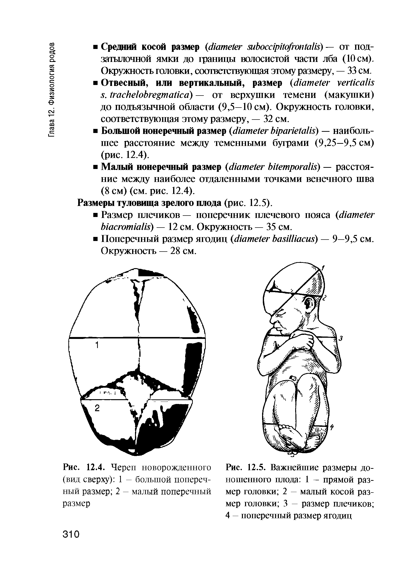 Рис. 12.5. Важнейшие размеры доношенного плода 1 — прямой размер головки 2 — малый косой размер головки 3 — размер плечиков 4 — поперечный размер ягодиц...