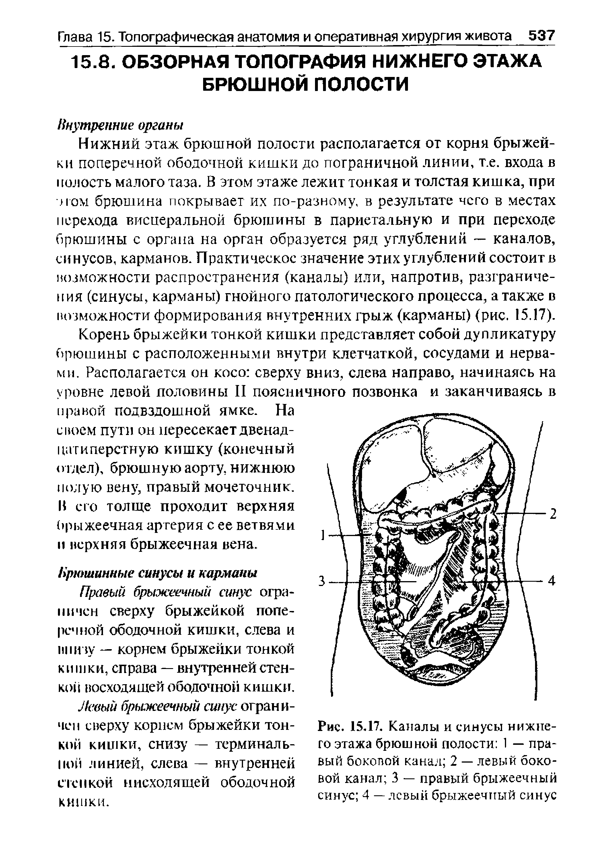 Рис. 15.17. Качалы и синусы нижнего этажа брюшной полости 1 — правый бокопой канал 2 — левый боковой канал 3 — правый брыжеечный синус 4 — левый брыжеечный синус...