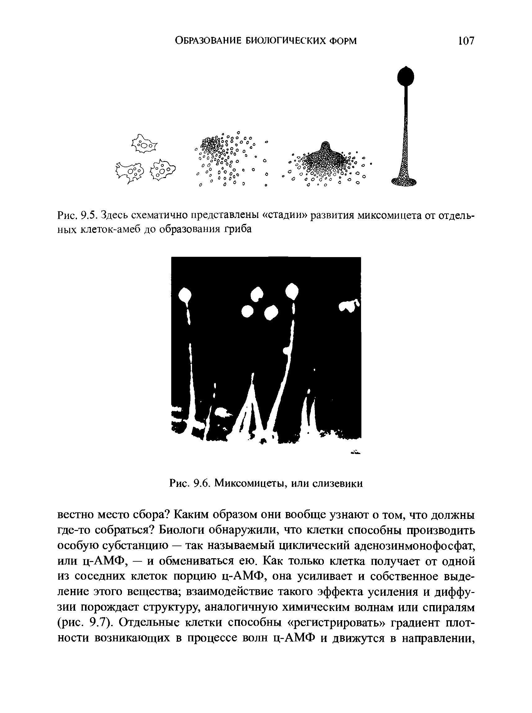 Рис. 9.5. Здесь схематично представлены стадии развития миксомицета от отдельных клеток-амеб до образования гриба...