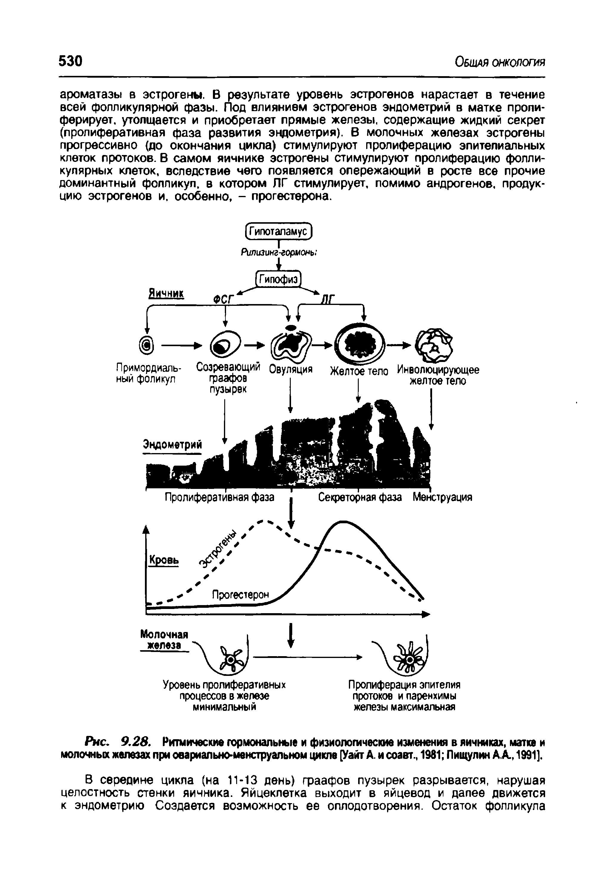 Рис. 9.28. Ритмические гормональные и физиологические изменения в яичниках, матке и молочных железах при овариально-менструальном цикле [Уайт А. и соавт., 1981 Пищулин А.А., 1991].