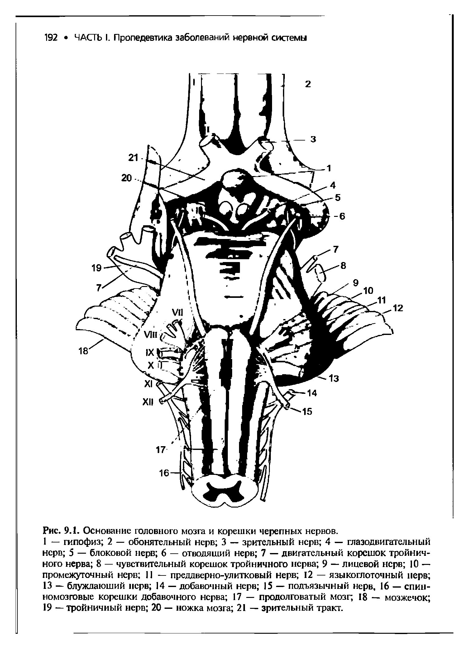 Рис. 9.1. Основание головного мозга и корешки черепных нервов.