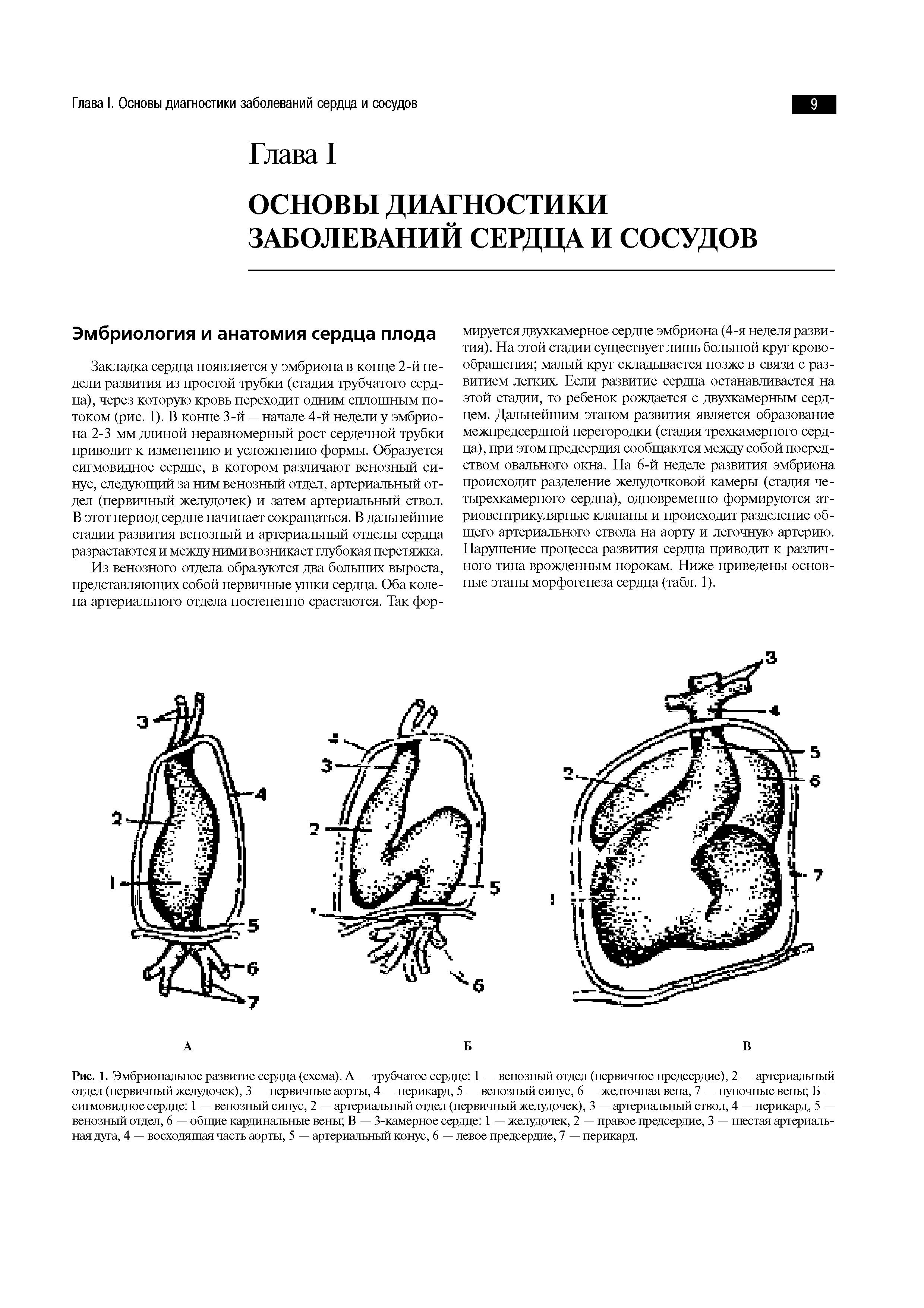 Рис. 1. Эмбриональное развитие сердца (схема). А — трубчатое сердце 1 — венозный отдел (первичное предсердие), 2 — артериальный отдел (первичный желудочек), 3 — первичные аорты, 4 — перикард, 5 — венозный синус, 6 — желточная вена, 7 — пупочные вены Б — сигмовидное сердце 1 — венозный синус, 2 — артериальный отдел (первичный желудочек), 3 — артериальный ствол, 4 — перикард, 5 — венозный отдел, 6 — общие кардинальные вены В — 3-камерное сердце 1 — желудочек, 2 — правое предсердие, 3 — шестая артериальная дуга, 4 — восходящая часть аорты, 5 — артериальный конус, 6 — левое предсердие, 7 — перикард.