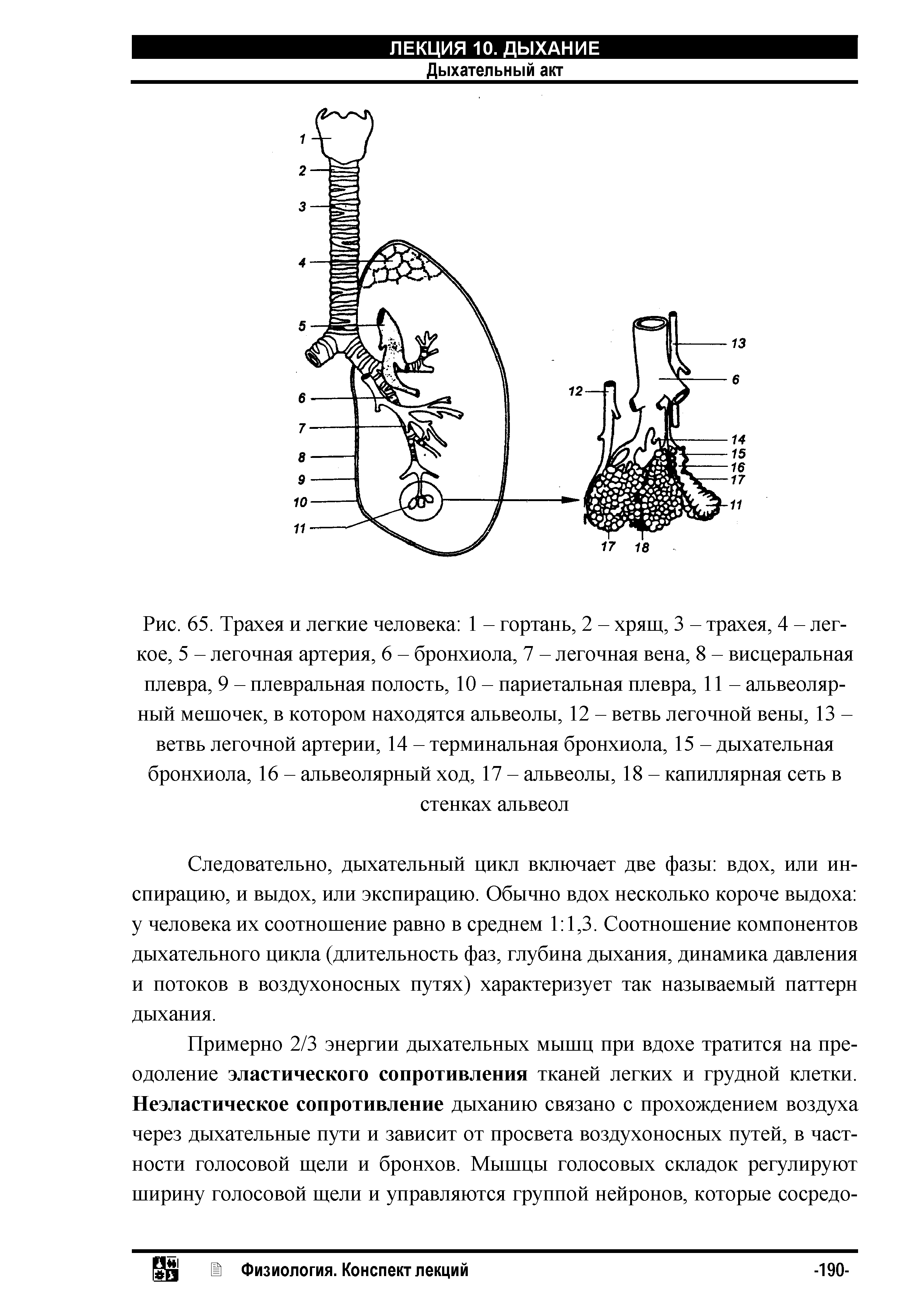 Рис. 65. Трахея и легкие человека 1 - гортань, 2 - хрящ, 3 - трахея, 4 - легкое, 5 - легочная артерия, 6 - бронхиола, 7 - легочная вена, 8 - висцеральная плевра, 9 - плевральная полость, 10 - париетальная плевра, 11 - альвеолярный мешочек, в котором находятся альвеолы, 12 - ветвь легочной вены, 13 -ветвь легочной артерии, 14 - терминальная бронхиола, 15 - дыхательная бронхиола, 16 - альвеолярный ход, 17 - альвеолы, 18 - капиллярная сеть в стенках альвеол...