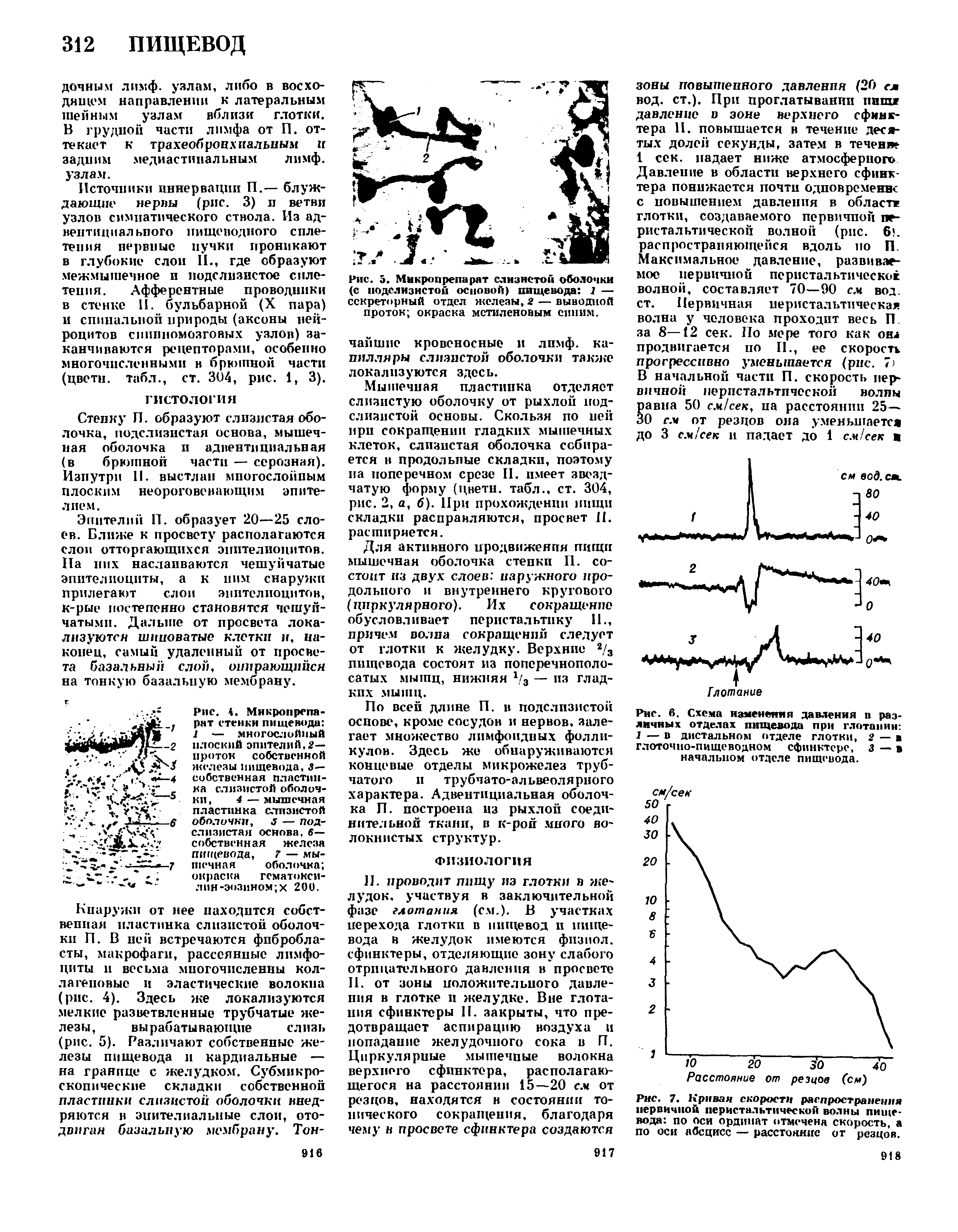 Рис. 5. Микропрепарат слизистой оболочки (с подслизистой основой) пищевода 2 — секреторный отдел железы, 2 — выводной проток окраска метиленовым сипим.