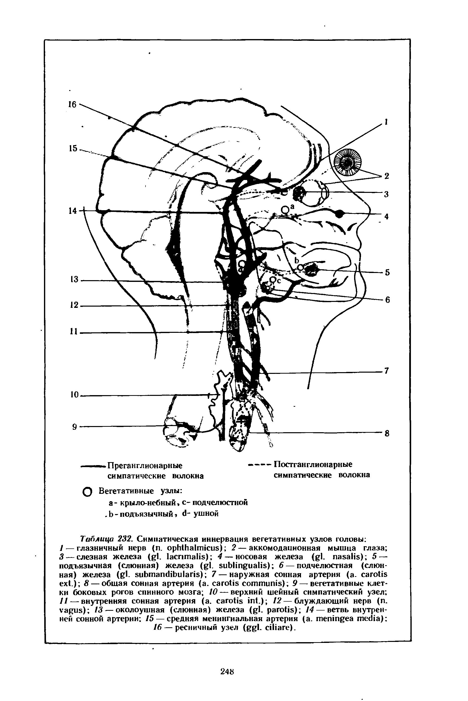 Таблица 232. Симпатическая иннервация вегетативных узлов головы ...
