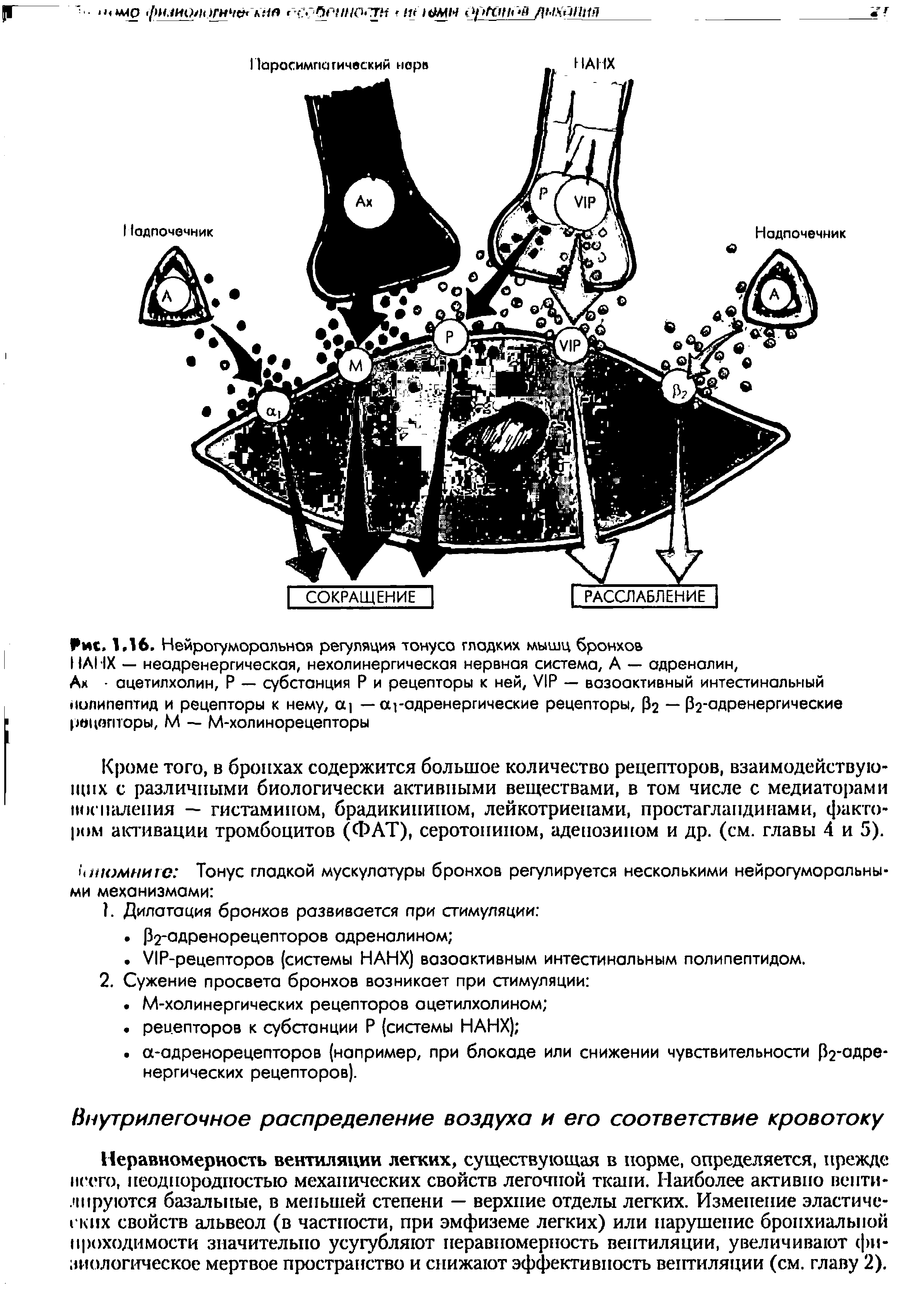 Рис. 1,16. Нейротуморальная регуляция тонусе гладких мышц бронхов...