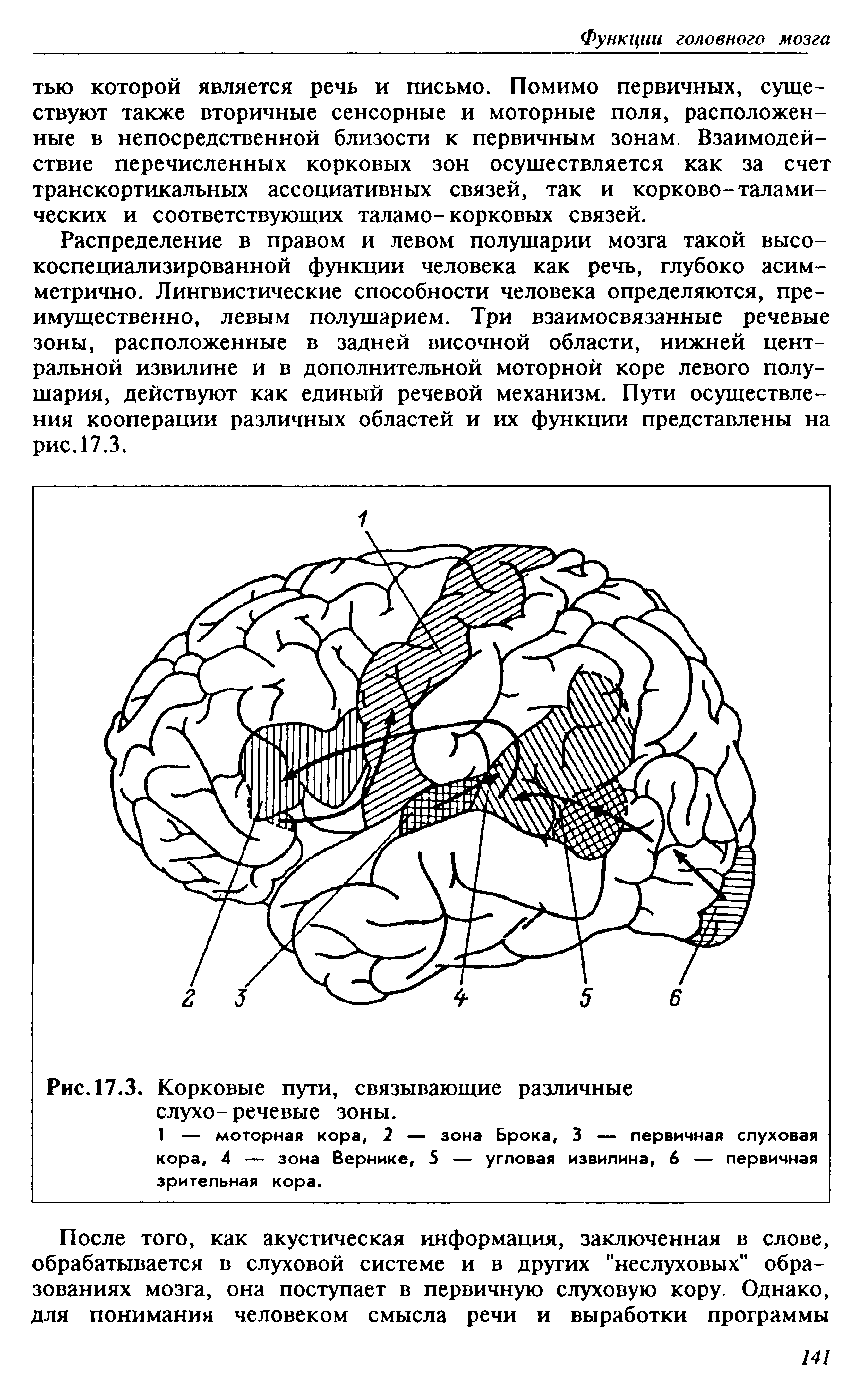 Рис. 17.3. Корковые пути, связывающие различные слухо- речевые зоны.