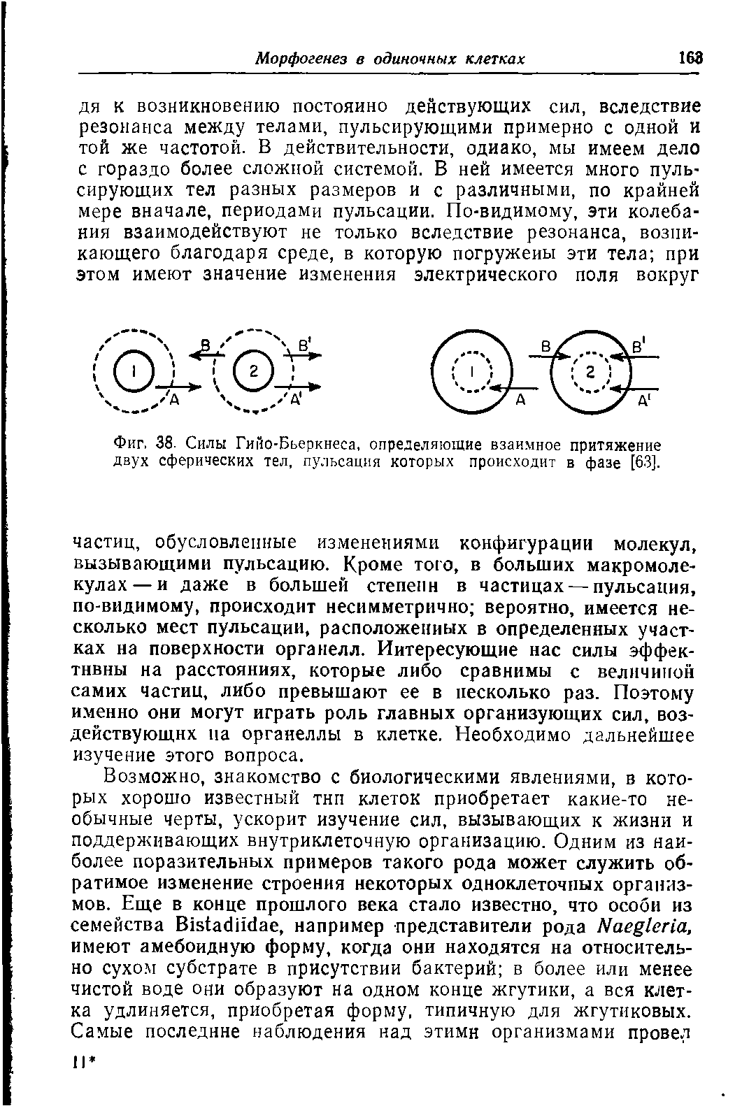 Фиг. 38. Силы Гийо-Бьеркнеса, определяющие взаимное притяжение двух сферических тел, пульсация которых происходит в фазе [63].