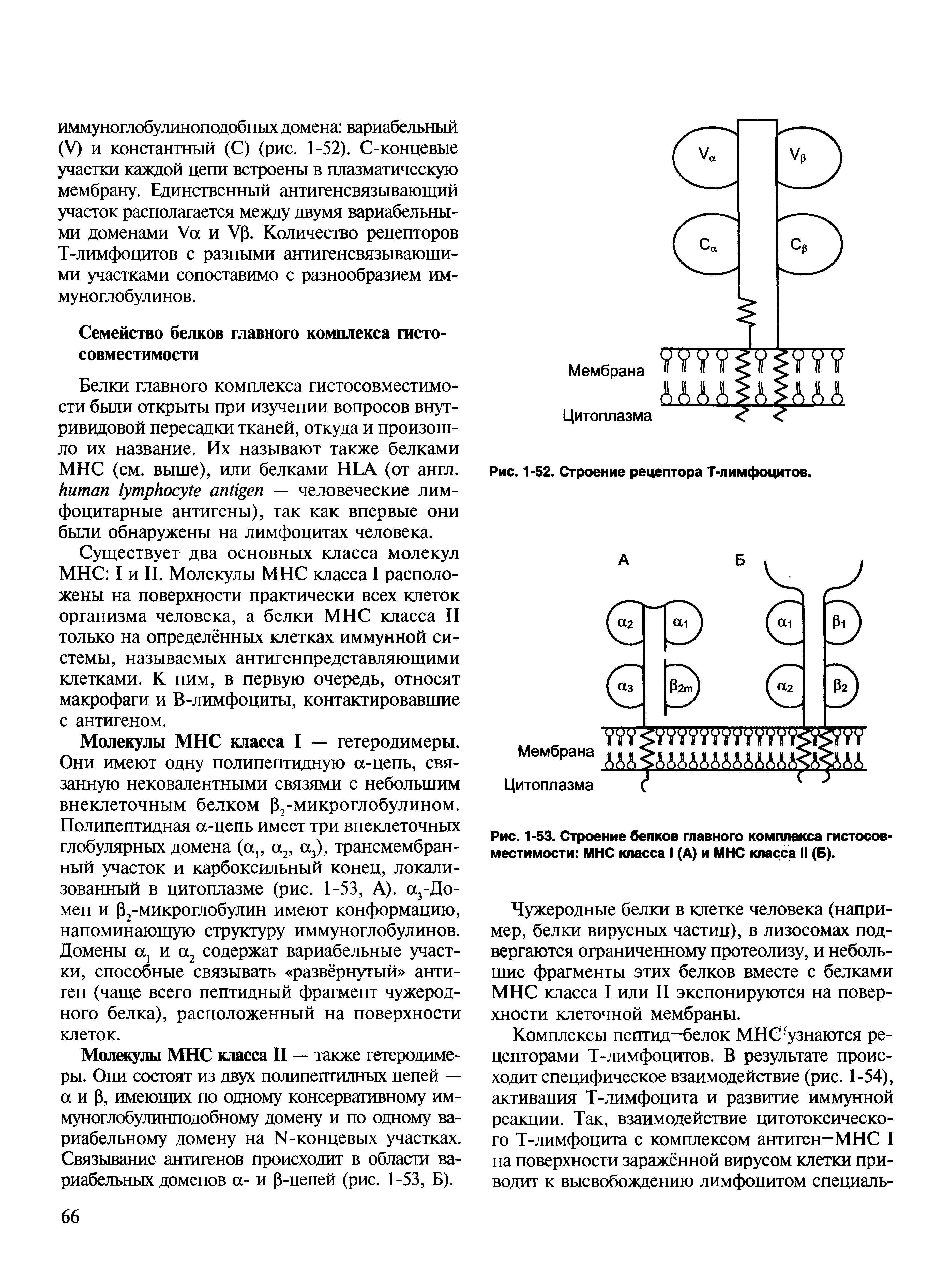 Рис. 1-53. Строение белков главного комплекса гистосовместимости МНС класса I (А) и МНС класса II (Б).