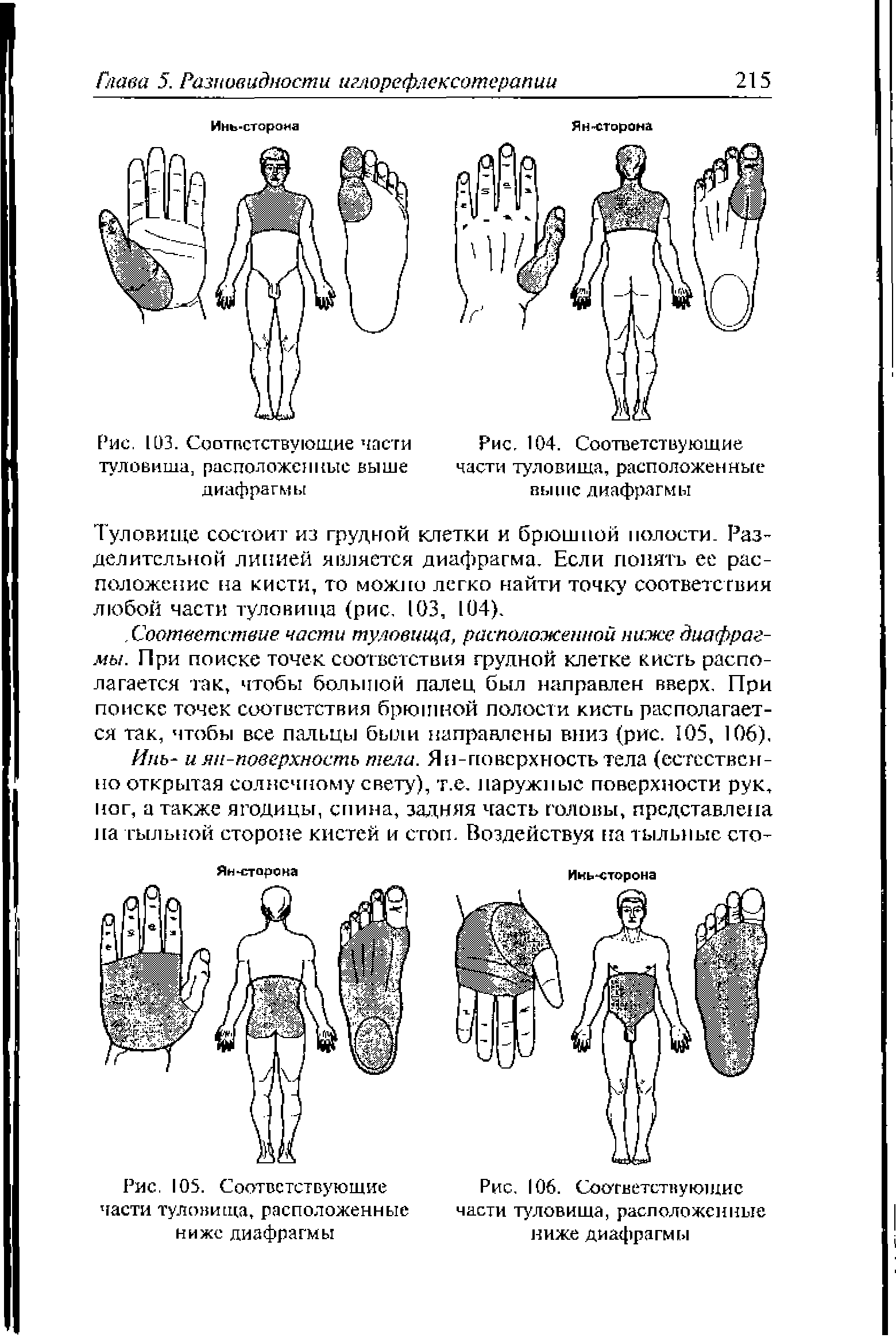 Рис. 105. Соответствующие части туловища, расположенные ниже диафрагмы...