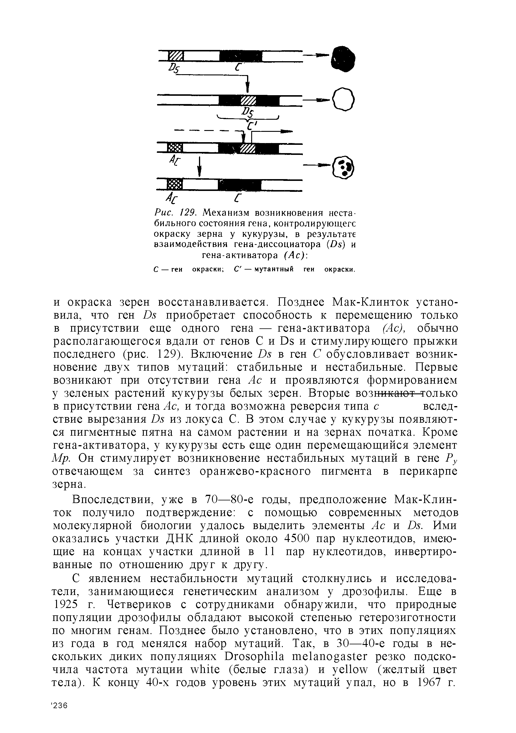 Рис. 129. Механизм возникновения нестабильного состояния гена, контролирующего окраску зерна у кукурузы, в результате взаимодействия гена-диссоциатора ( >х) и гена-активатора (Ас) ...