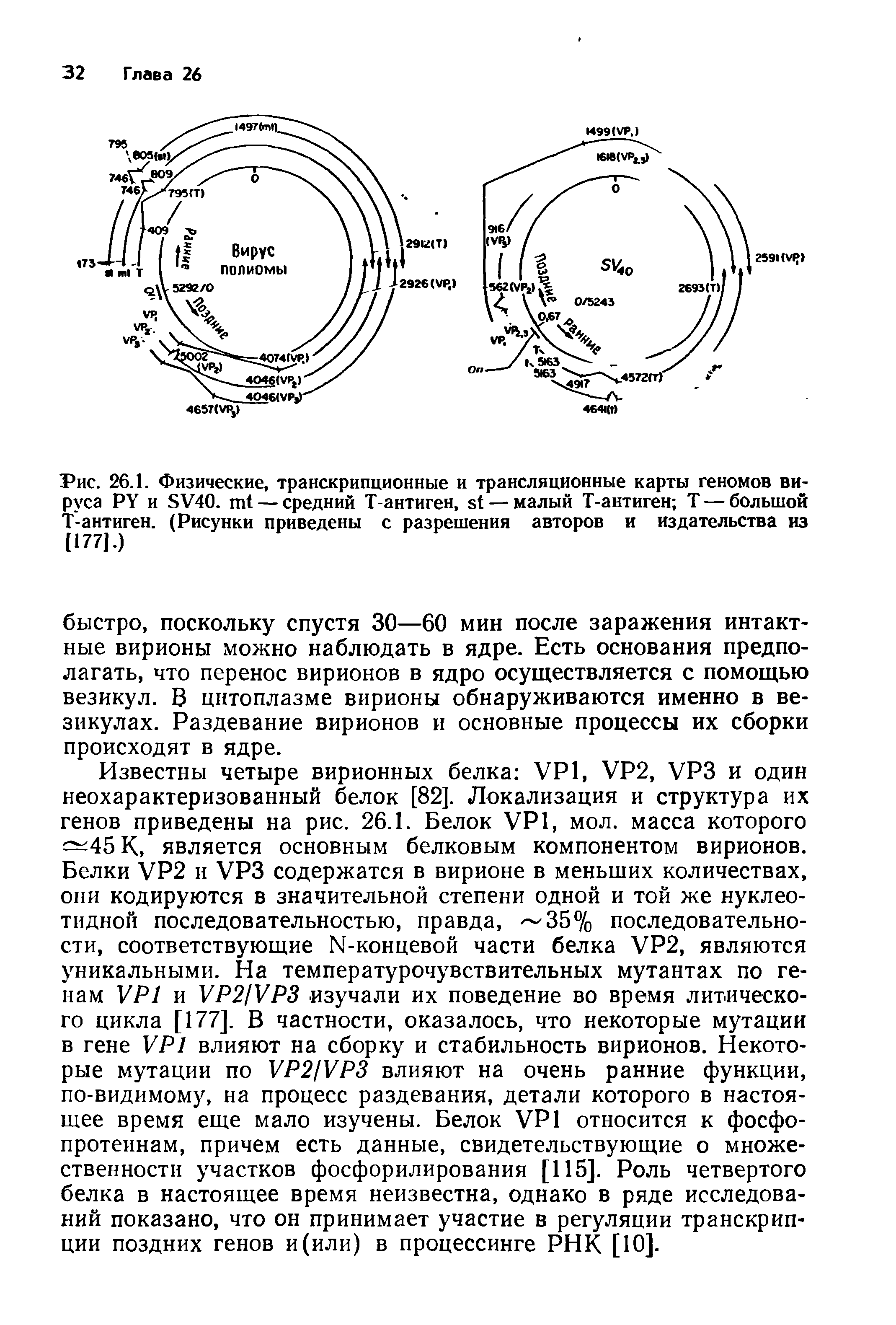 Рис. 26.1. Физические, транскрипционные и трансляционные карты геномов вируса РУ и 5У40. пй — средний Т-антиген, б — малый Т-антиген Т — большой Т-антиген. (Рисунки приведены с разрешения авторов и издательства из [177].)...