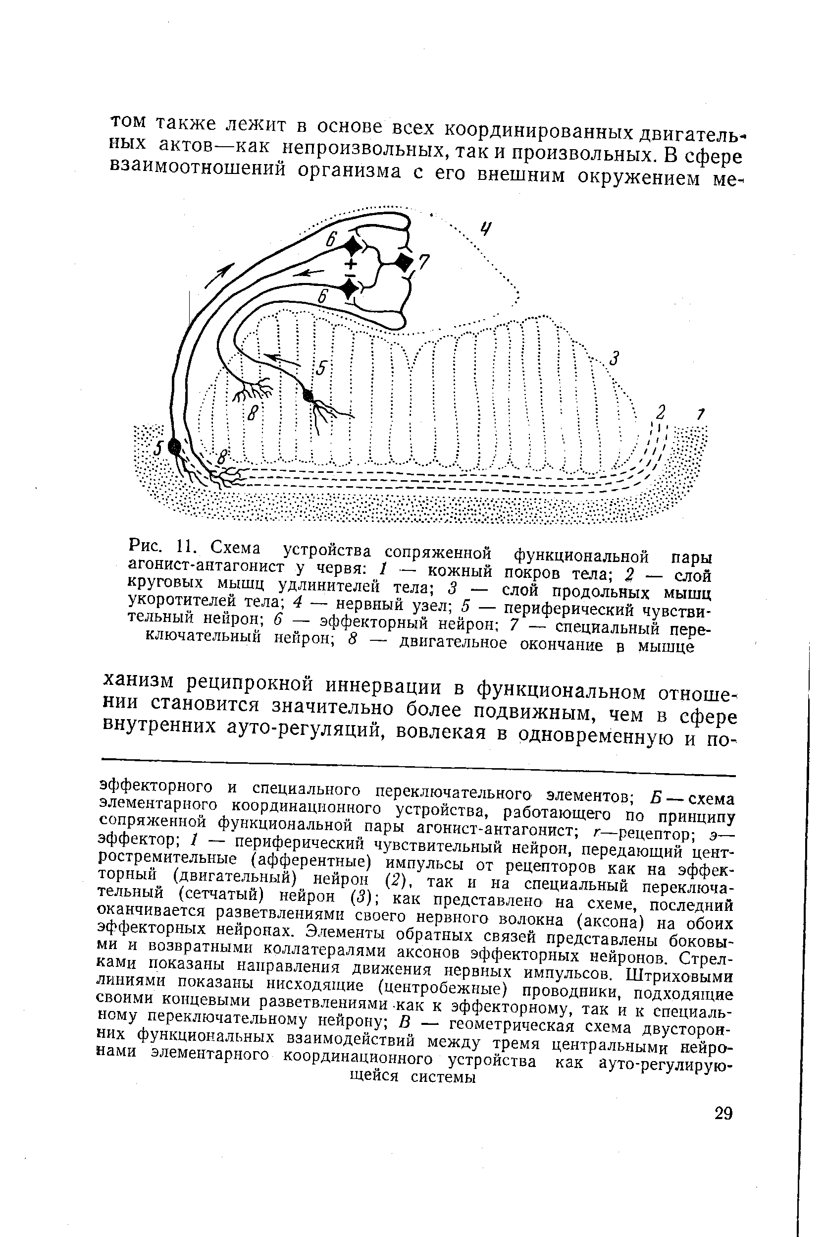 Рис. 11. Схема устройства сопряженной функциональной пары агонист-антагонист у червя 1 — кожный покров тела 2 — слой круговых мышц удлинителей тела 3 — слой продольных мышц укоротителей тела 4 — нервный узел 5 — периферический чувствительный нейрон б — эффекторный нейрон 7 — специальный переключательный нейрон 8 — двигательное окончание в мышце...