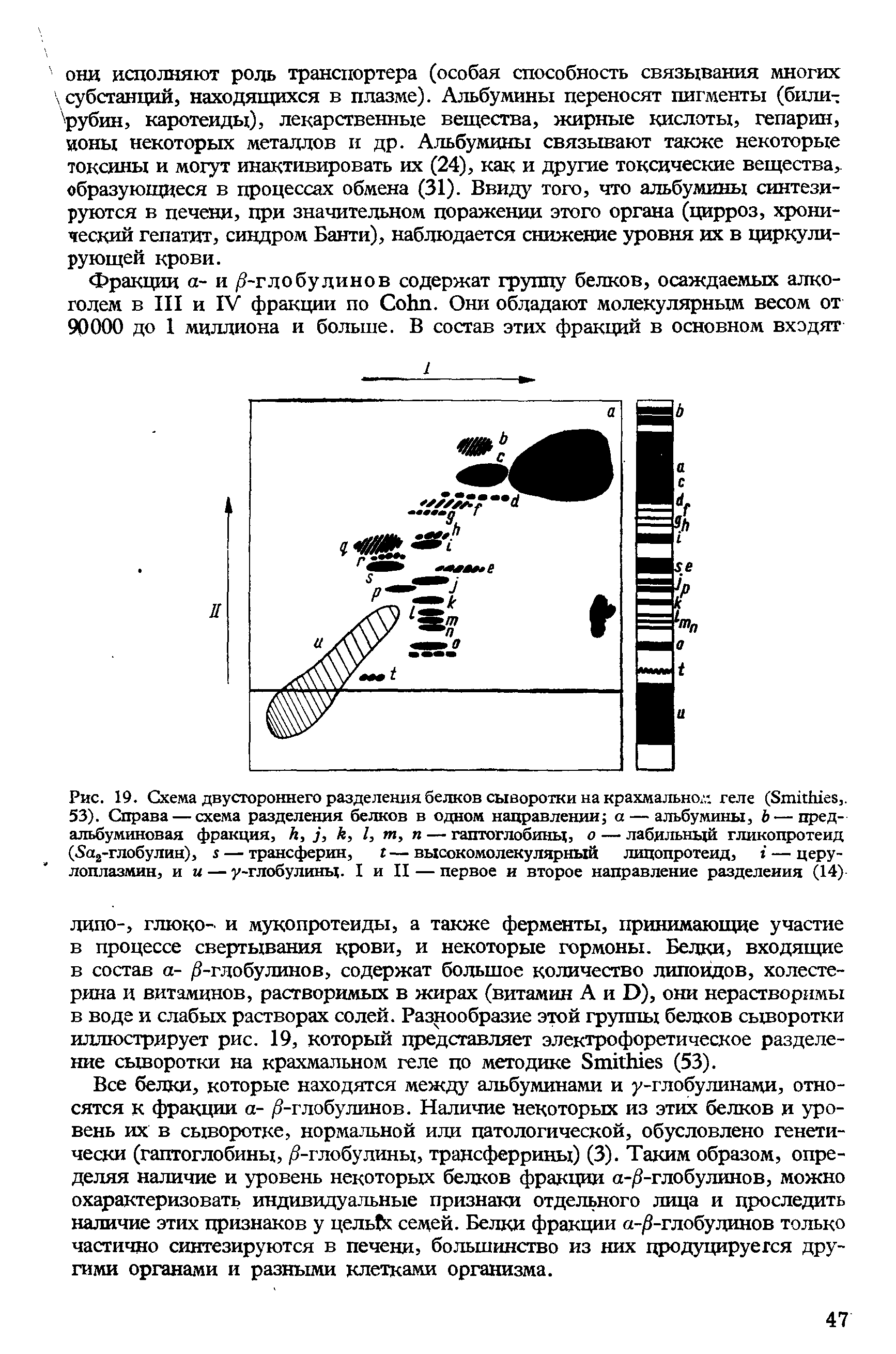 Рис. 19. Схема двустороннего разделения белков сыворотки на крахмально/., геле (S ,. 53). Справа — схема разделения белков в одном направлении а — альбумины, — пред-альбуминовая фракция, , , , I, , — гаптоглобины, о — лабильный гликопротеид (S -глобулин), — трансферин, — высокомолекулярный липопротеид, — церулоплазмин, и и — у-глобулины. I и II — первое и второе направление разделения (14)...