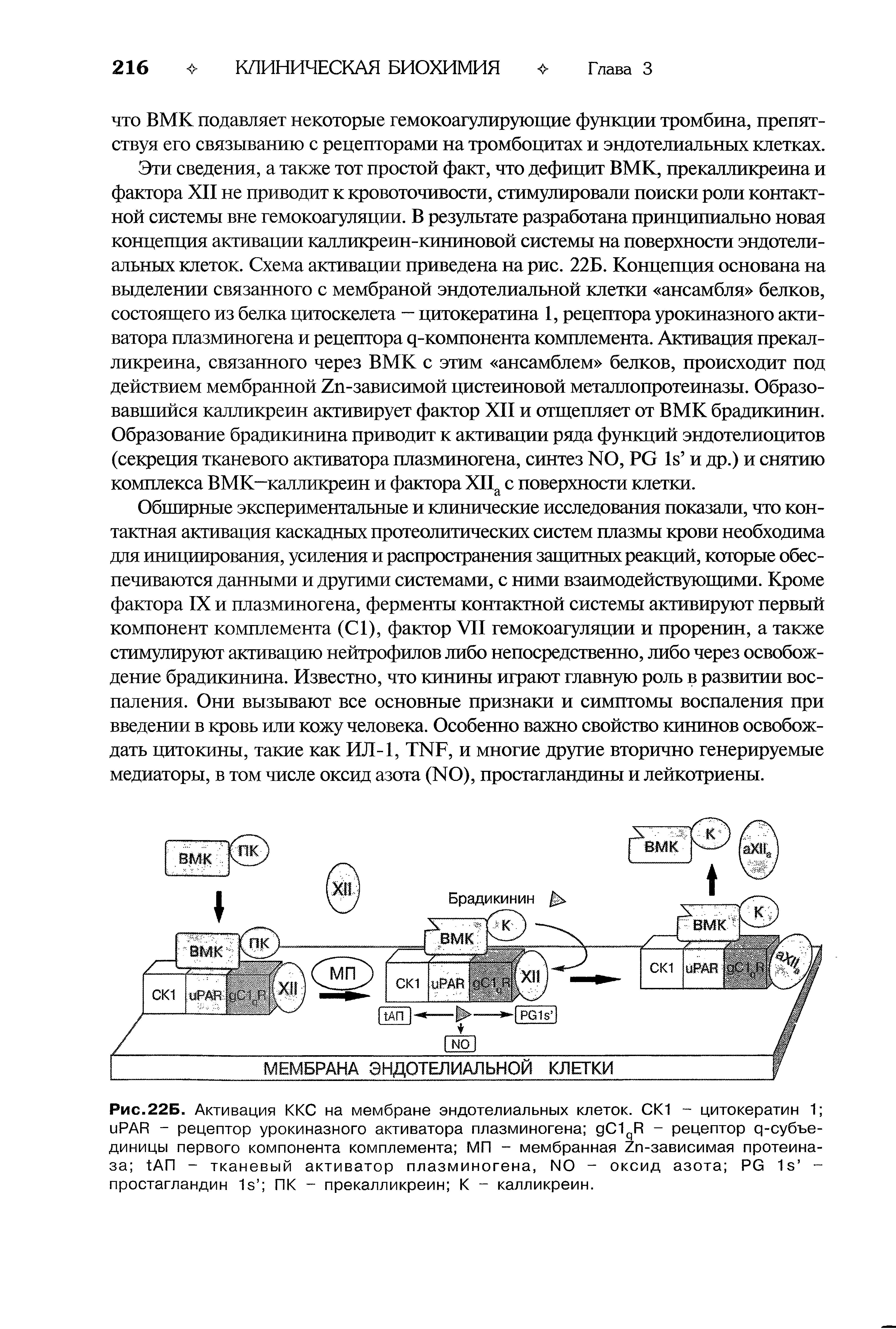 Рис.22Б. Активация ККС на мембране эндотелиальных клеток. СК1 - цитокератин 1 иРАИ - рецептор урокиназного активатора плазминогена дС И - рецептор ц-субъе-диницы первого компонента комплемента МП - мембранная гп-зависимая протеиназа 1АП - тканевый активатор плазминогена, NO - оксид азота Рб 1з -простагландин 1в ПК - прекалликреин К - калликреин.