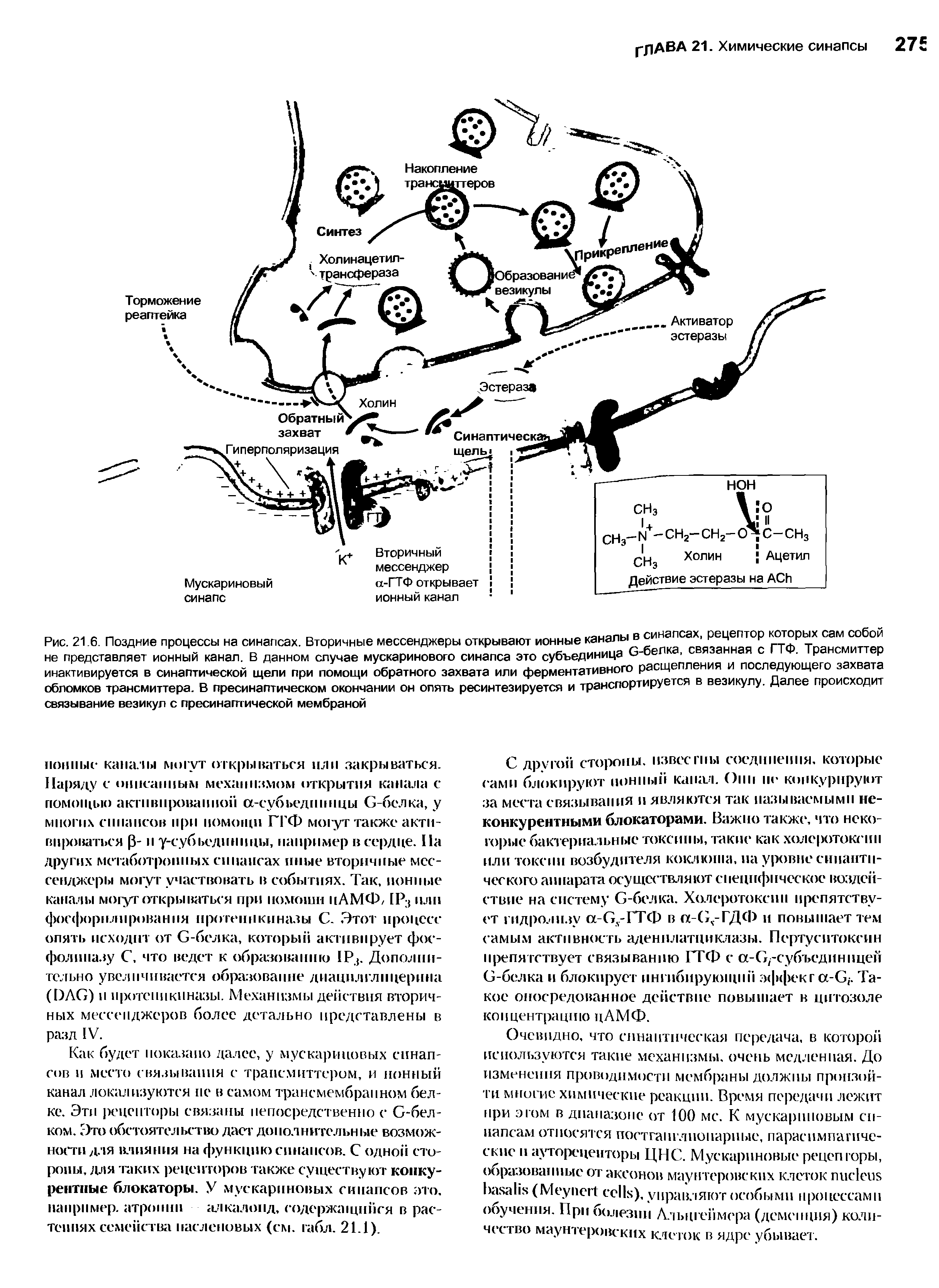 Рис. 21.6. Поздние процессы на синапсах. Вторичные мессенджеры открывают и0Н ые аХЬб беПка, связанная с ГТФ Трансмиттер не представляет ионный канал. В данном случае мускаринового синапса это субъединица .