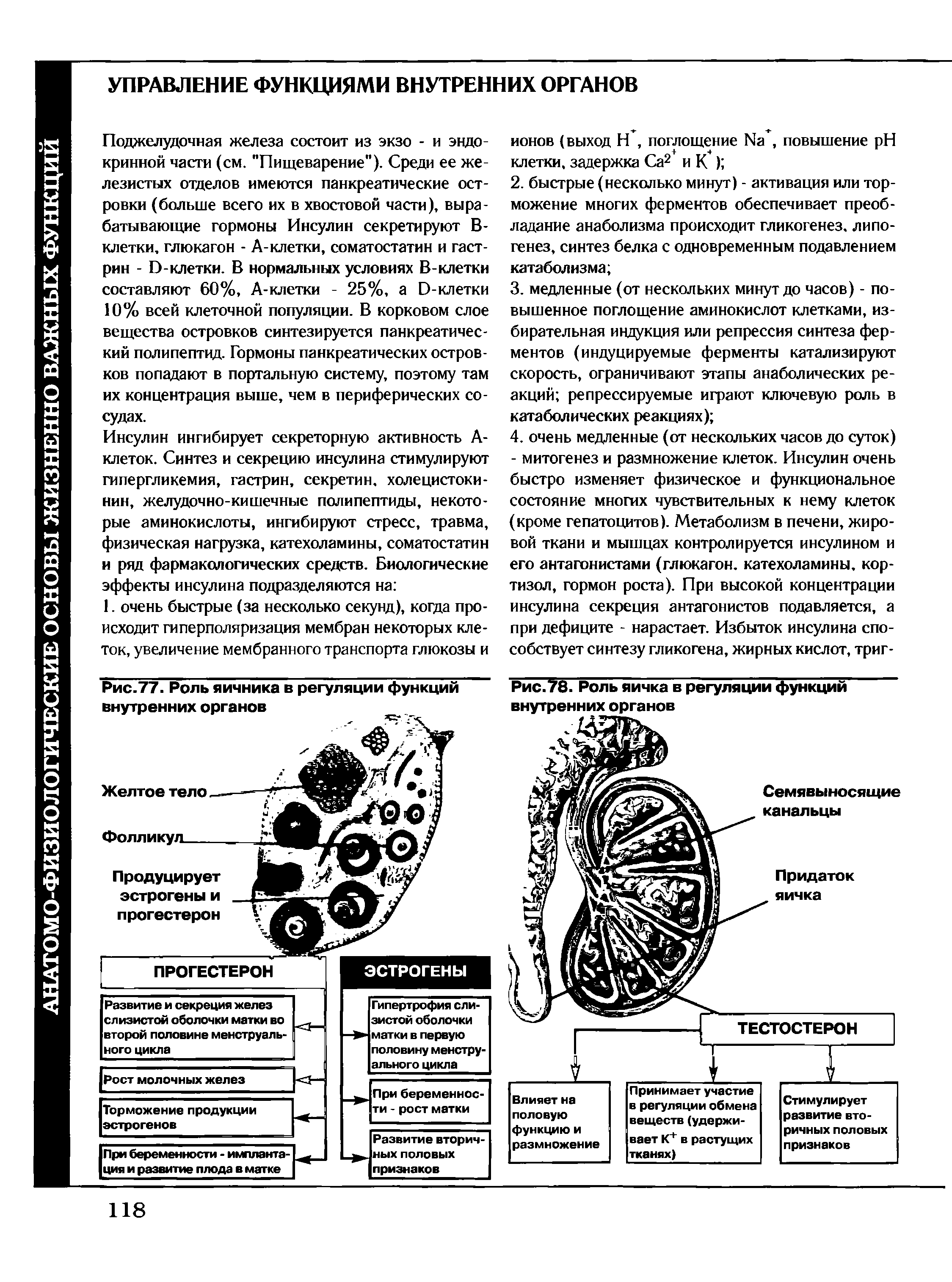 Рис.77. Роль яичника в регуляции функций внутренних органов...