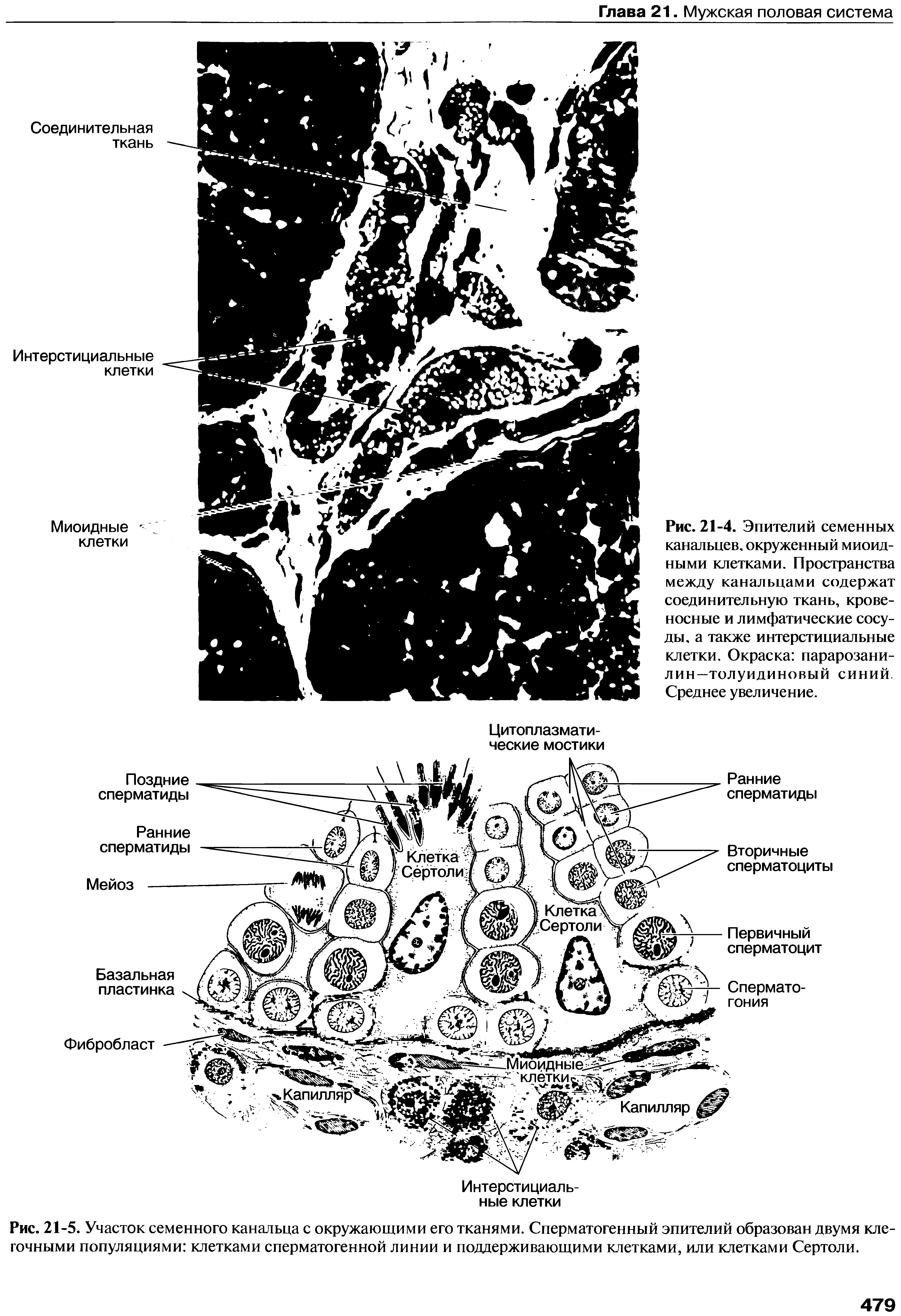 Рис. 21-5. Участок семенного канальца с окружающими его тканями. Сперматогенный эпителий образован двумя кле-гочными популяциями клетками сперматогенной линии и поддерживающими клетками, или клетками Сертоли.
