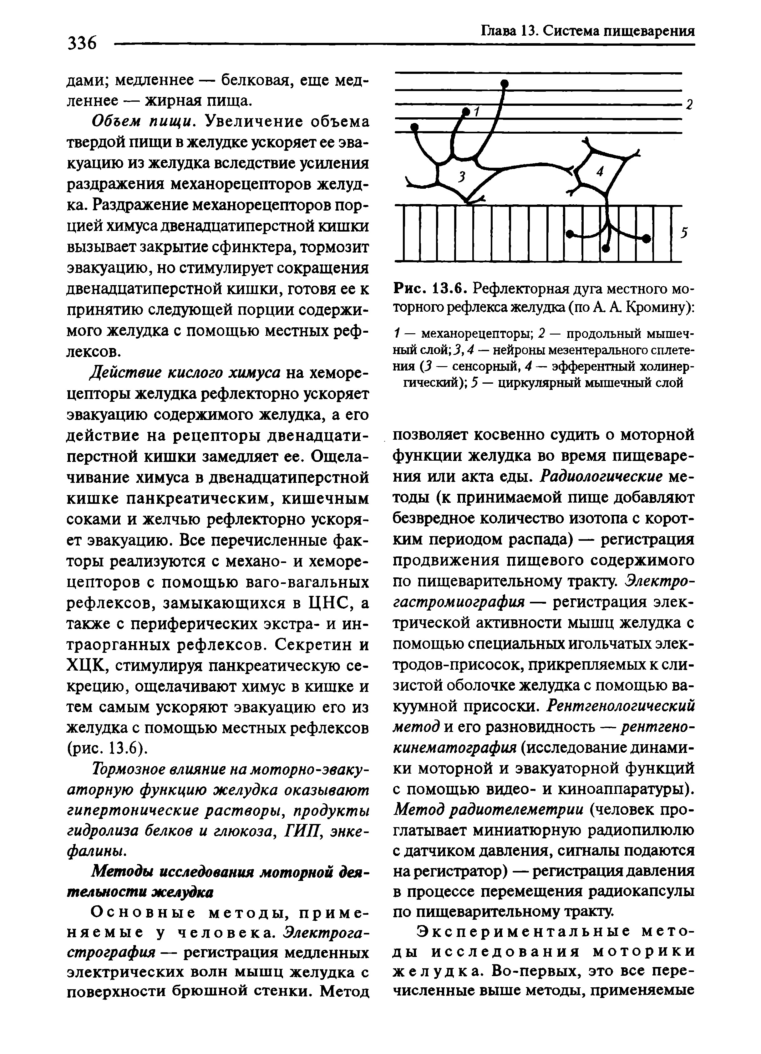 Рис. 13.6. Рефлекторная дуга местного моторного рефлекса желудка (по А. А Кромину) 1 — механорецепторы 2 — продольный мышечный слой 3,4 — нейроны мезентерального сплетения (3 — сенсорный, 4 — эфферентный холинергический) 5 — циркулярный мышечный слой...