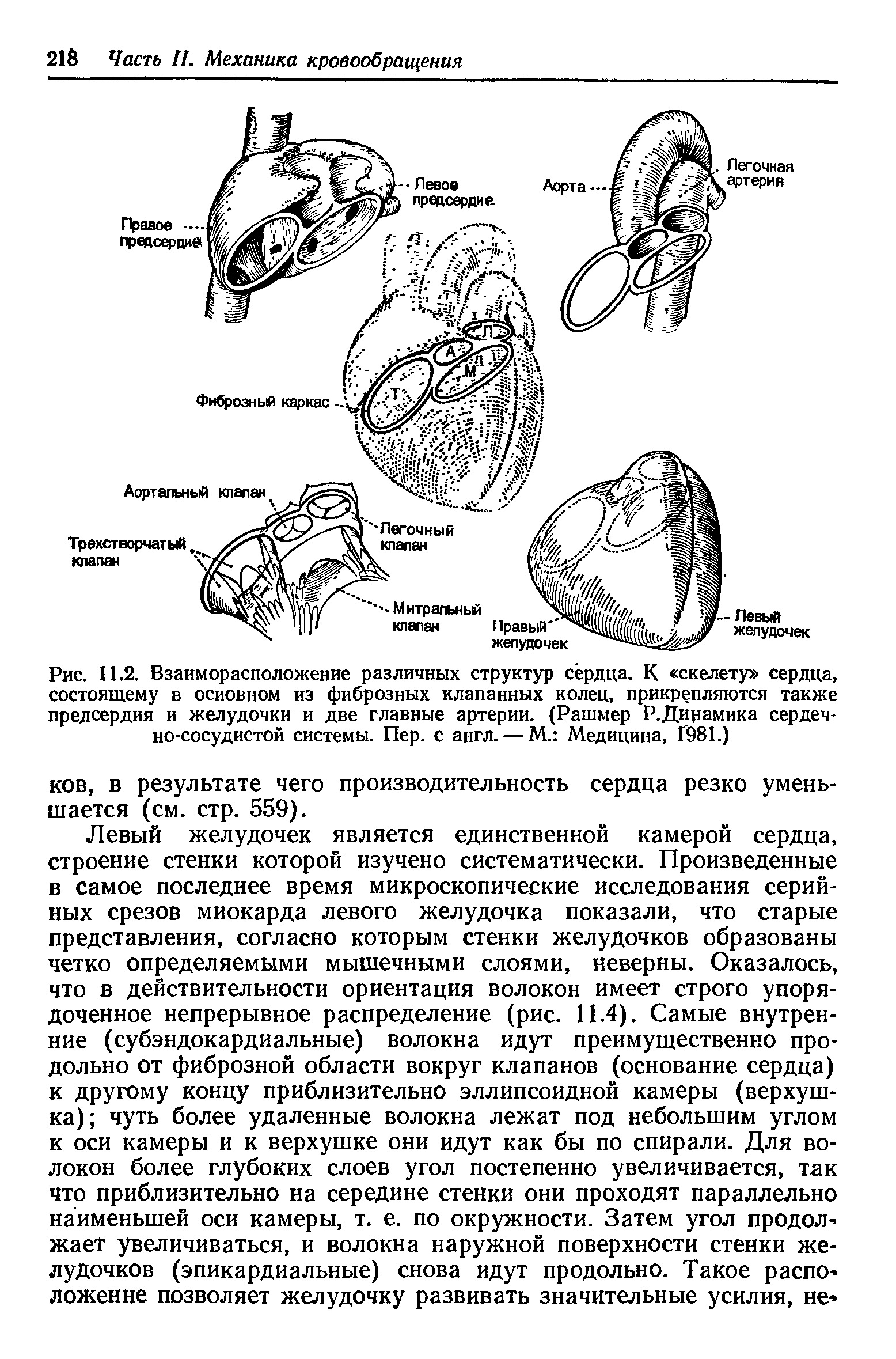 Рис. 11.2. Взаиморасположение различных структур сердца. К скелету сердца, состоящему в основном из фиброзных клапанных колец, прикрепляются также предсердия и желудочки и две главные артерии. (Рашмер Р.Дицамика сердечно-сосудистой системы. Пер. с англ. — М. Медицина, 1981.)...