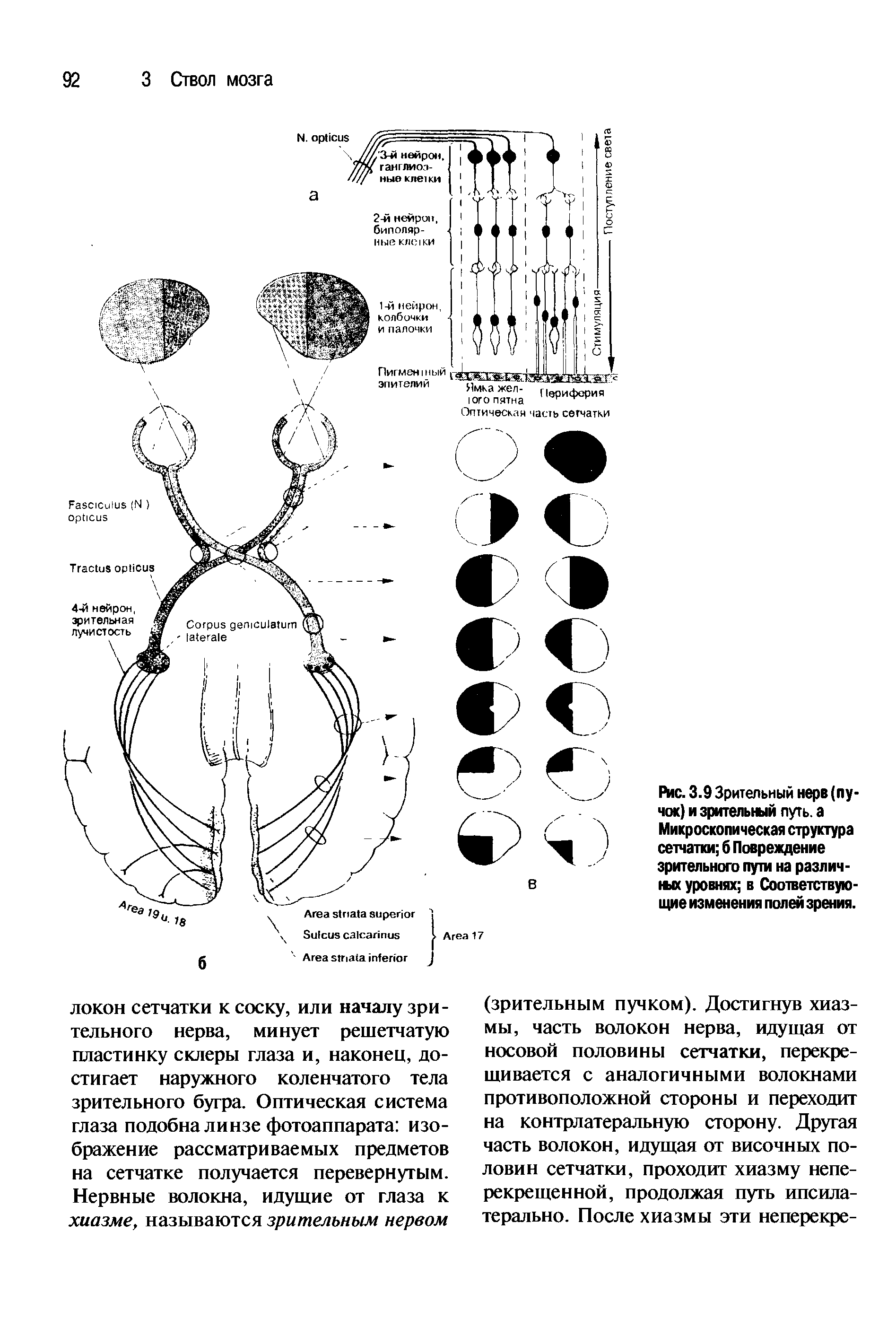 Рис. 3.9 Зрительный нерв (пучок) и зрительный путь, а Микроскопическая структура сетчатки б Повреждение зрительного пути на различиях уровнях в Соответствующие изменения полей зрения.