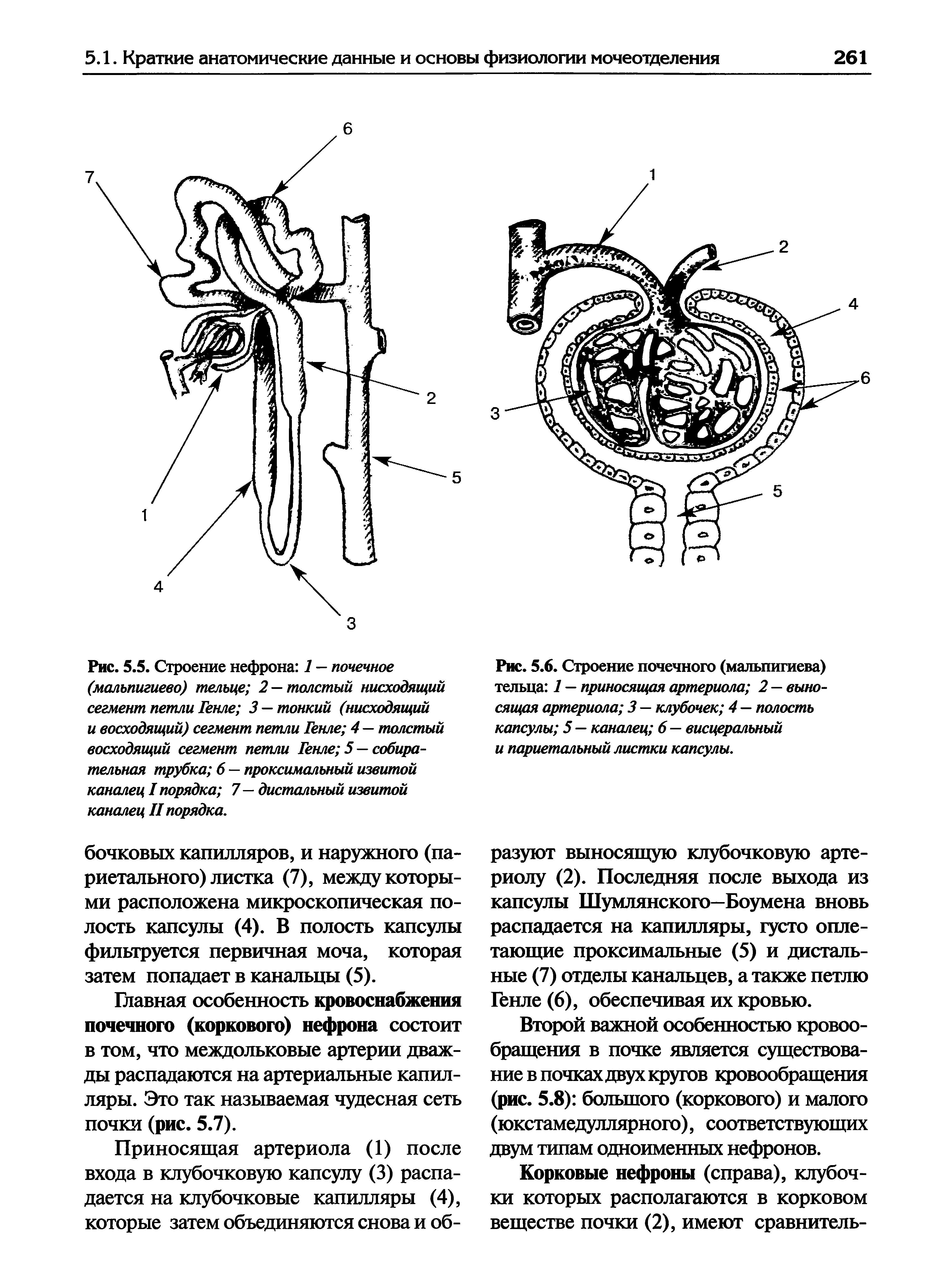 Рис. 5.5. Строение нефрона 1 — почечное (мальпигиево) тельце 2 —толстый нисходящий сегмент петли Генле 3 —тонкий (нисходящий и восходящий) сегмент петли Генле 4 — толстый восходящий сегмент петли Генле 5 — собирательная трубка 6 — проксимальный извитой каналец I порядка 7 — дистальный извитой каналец II порядка.