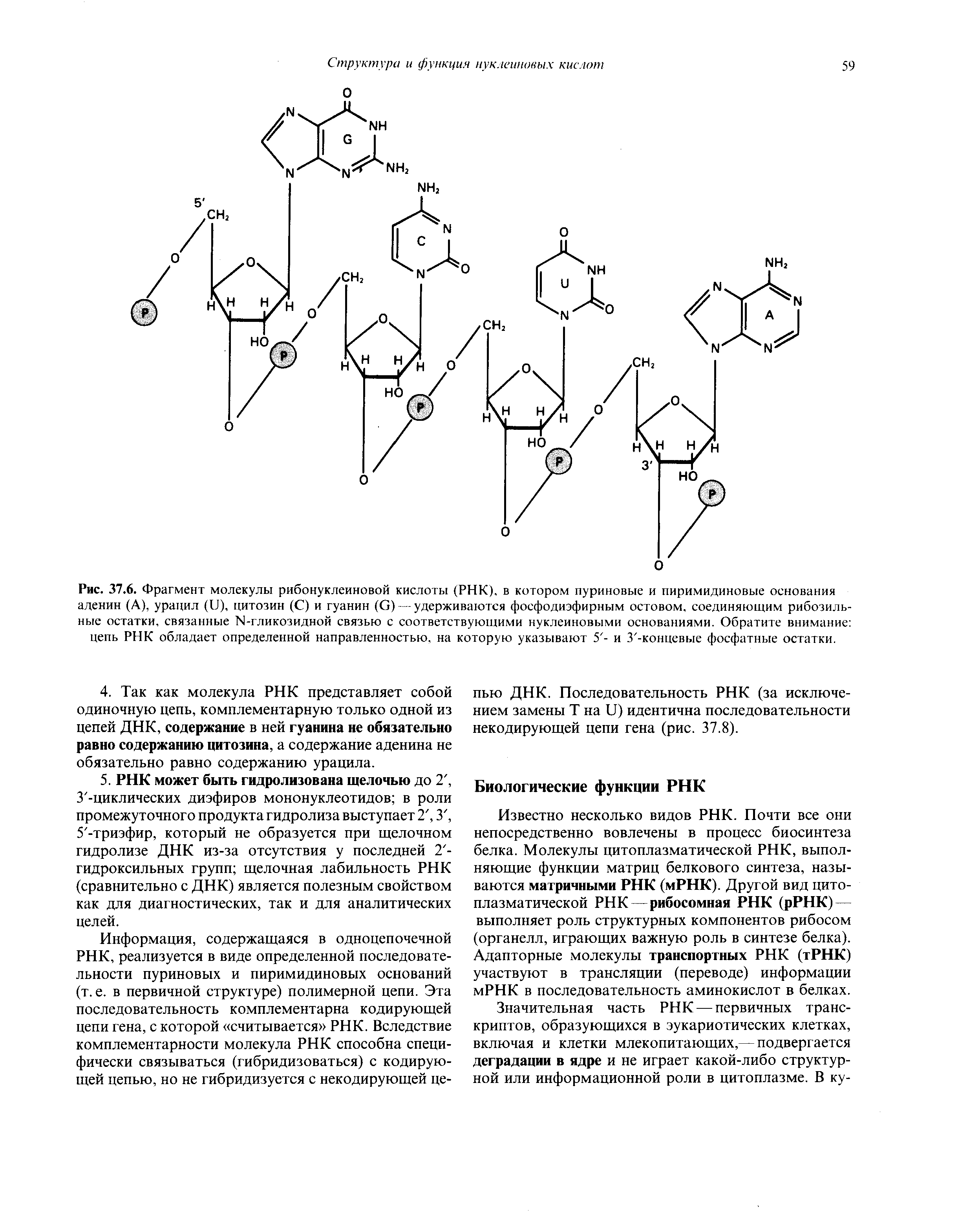 Рис. 37.6. Фрагмент молекулы рибонуклеиновой кислоты (РНК), в котором пуриновые и пиримидиновые основания аденин (А), урацил (и), цитозин (С) и гуанин (С).удерживаются фосфодиэфирным остовом, соединяющим рибозиль-...