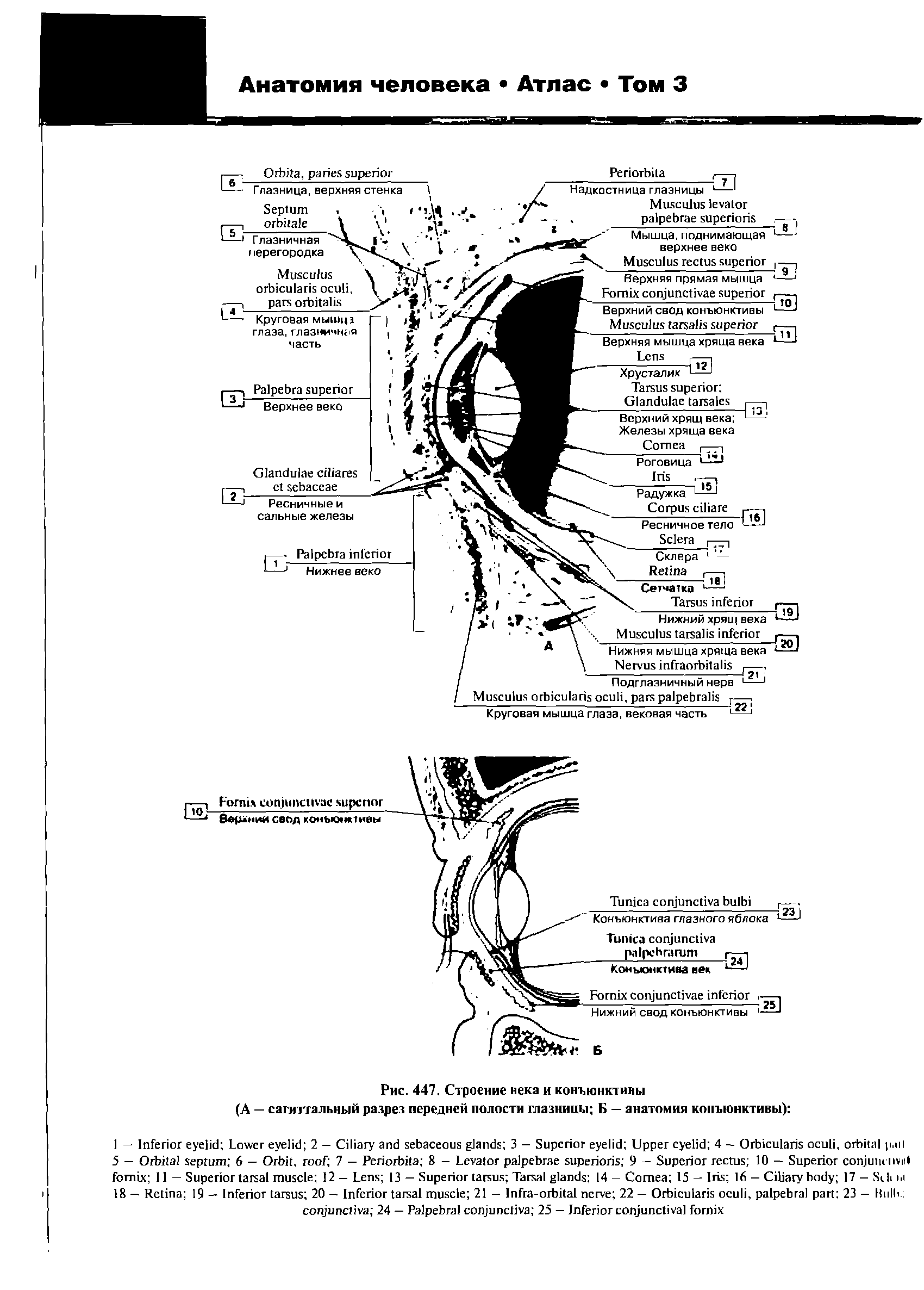 Рис. 447. Строение века и конъюнктивы (А — сагиттальный разрез передней полости глазницы Б — анатомия конъюнктивы) ...