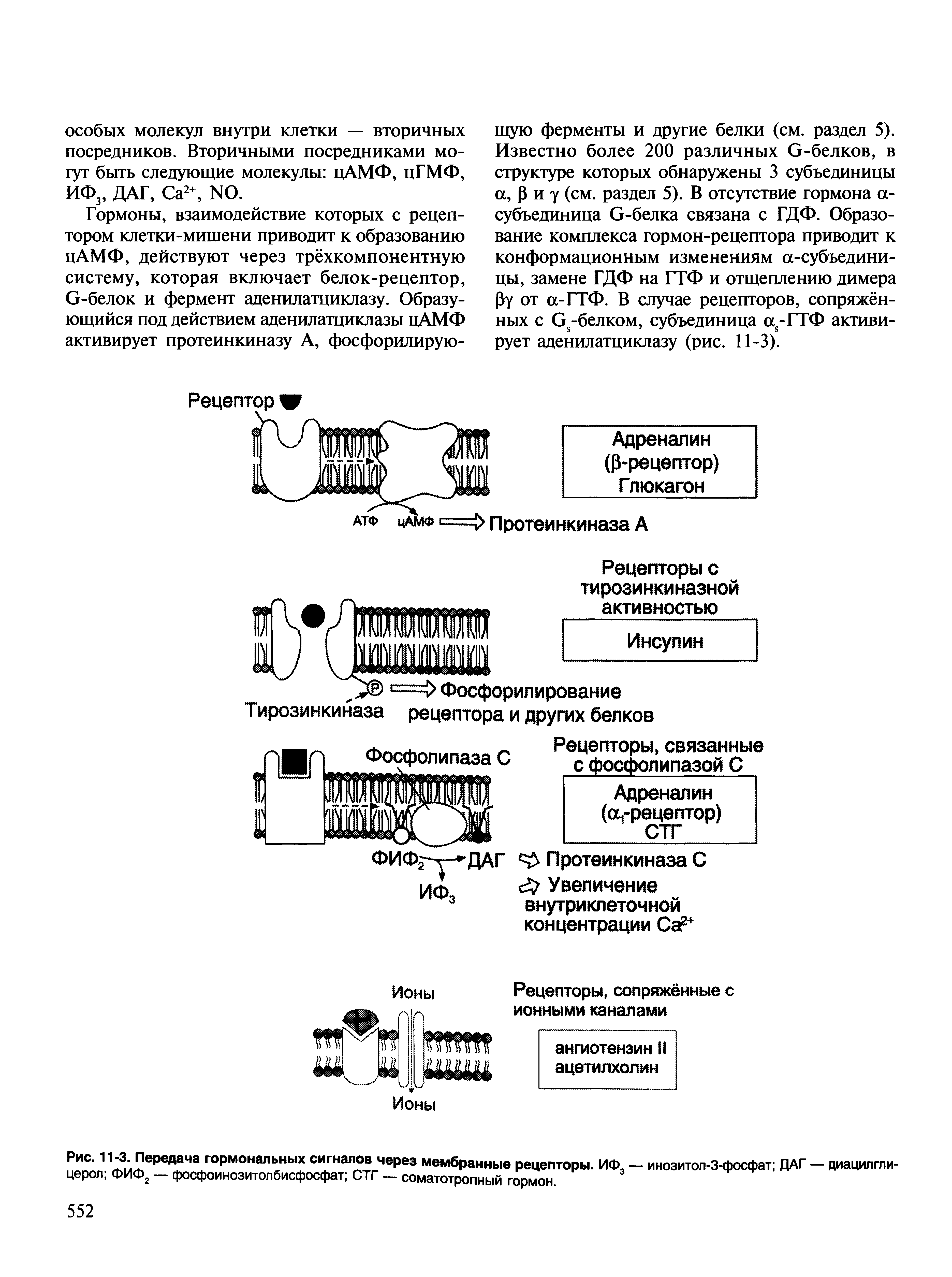 Рис. 11-3. Передача гормональных сигналов через мембранные рецепторы. ИФ — инозитол-3-фосфат ДАГ — диацилгли-церол ФИФ2 — фосфоинозитолбисфосфат СТГ — соматотропный гормон.