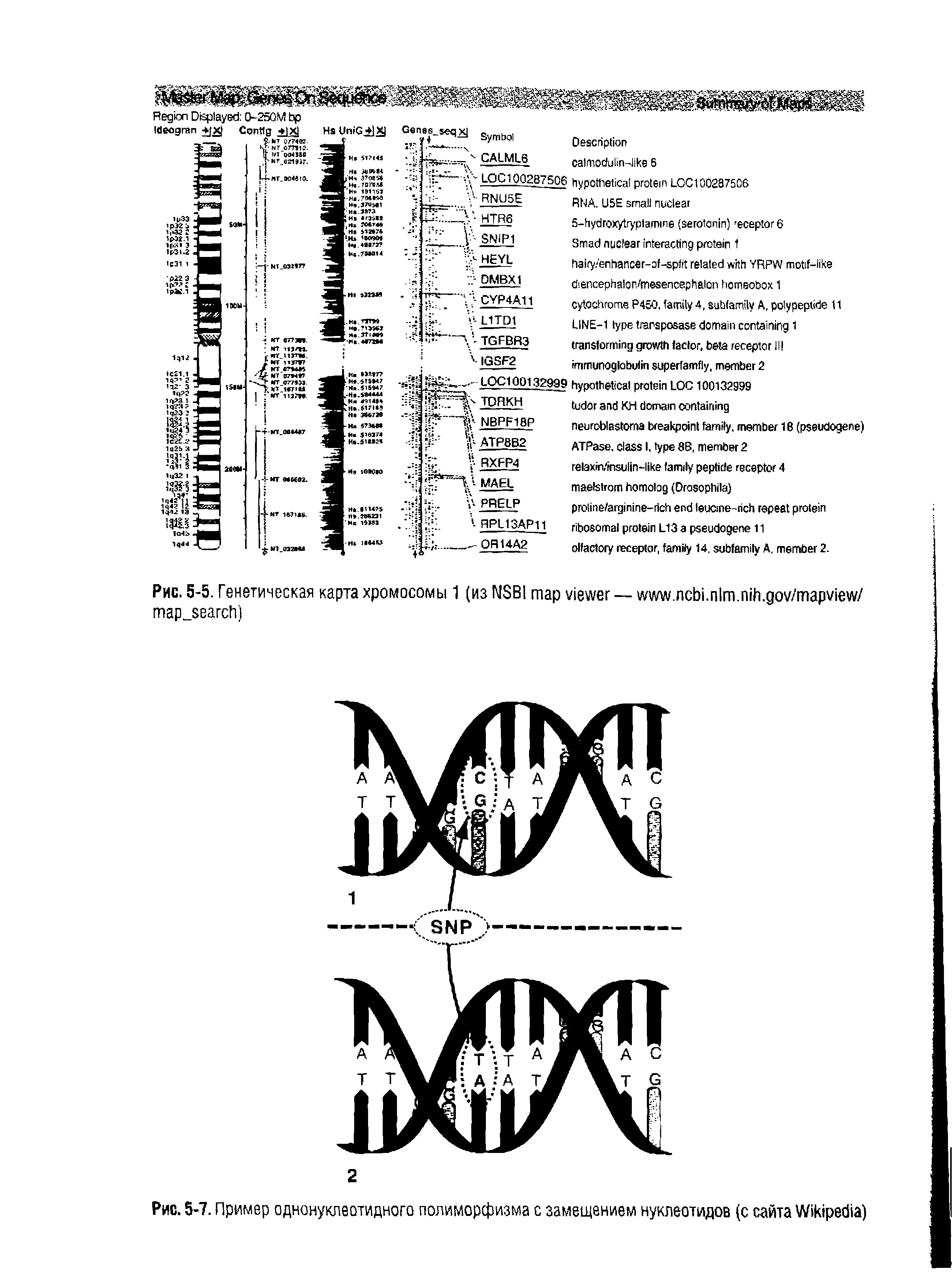 Рис. 5-5. Генетическая карта хромосомы 1 (из IMSB1 — . . . . / / )...