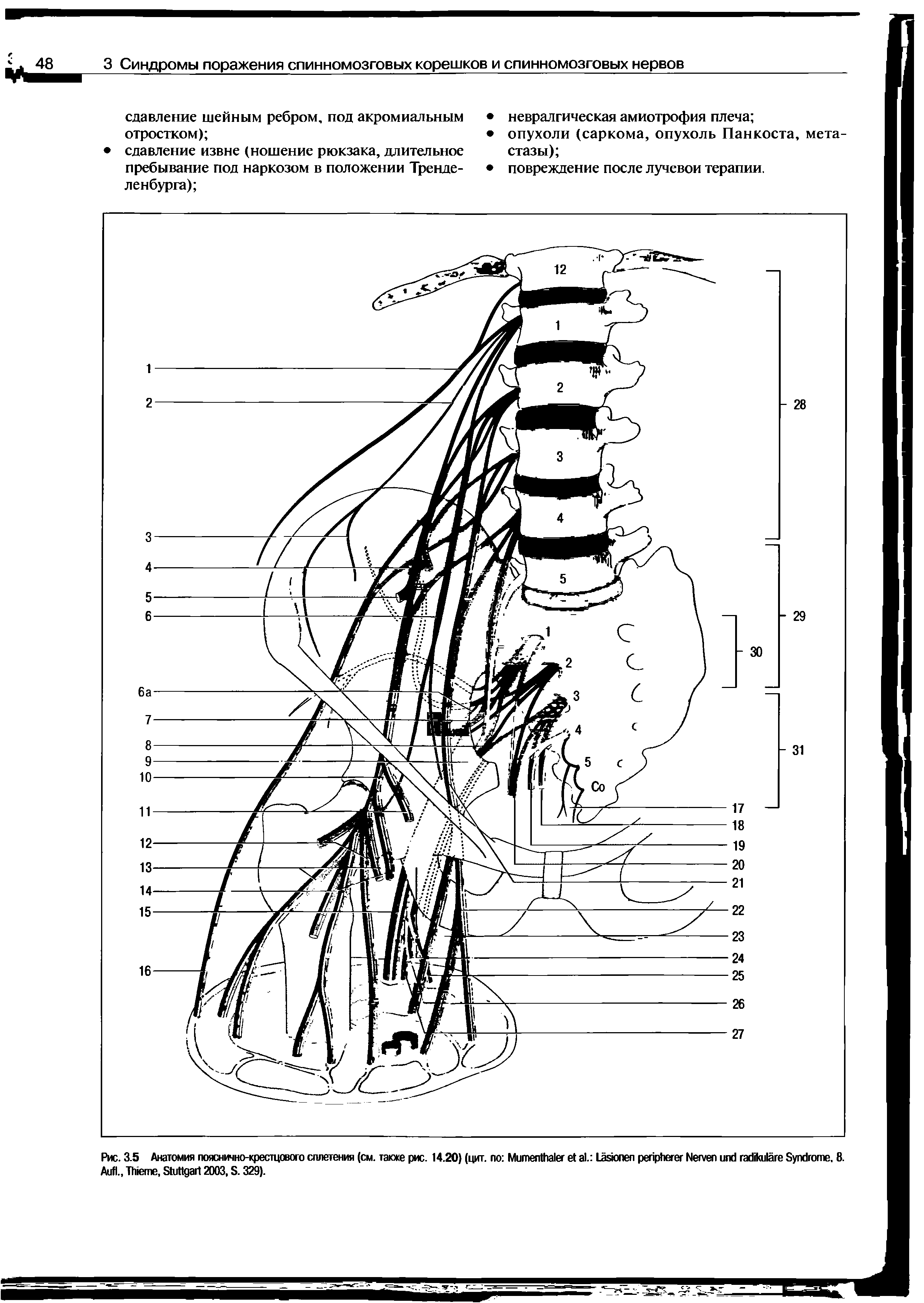 Рис. 3.5 Анатомия пояснично-крестцового сплетения (см. также рис. 14.20) (цит. по M . L N S . 8. A ., T , S 2003, S. 329).