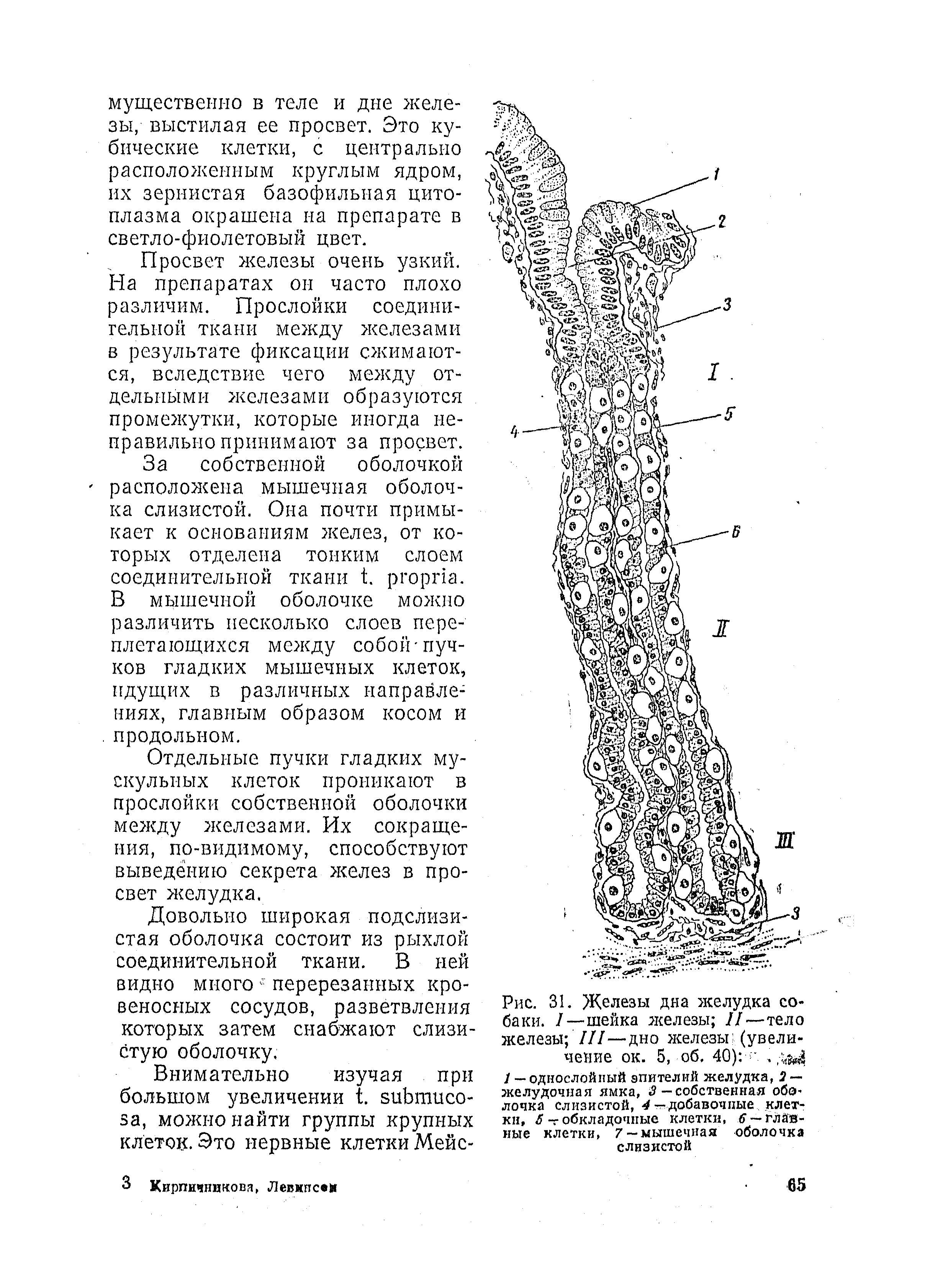 Рис. 31. Железы дна желудка собаки. 1—шейка железы II—тело железы III—дно железы (увеличение ок. 5, об. 40) . ...