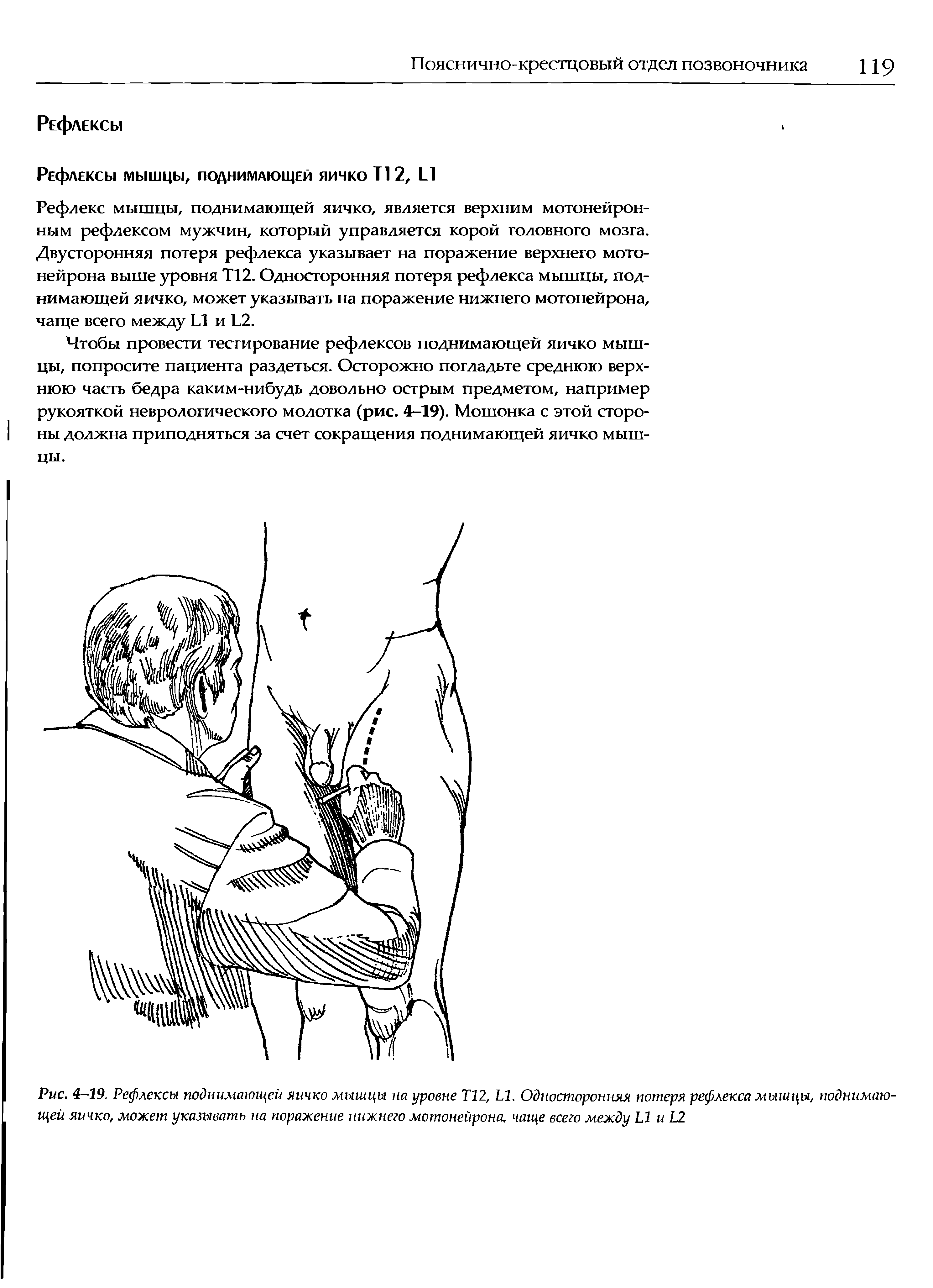 Рис. 4-19. Рефлексы поднимающей яичко мышцы на уровне Т12, Ь1. Односторонняя потеря рефлекса мышцы, поднимающей яичко, может указывать на поражение нижнего мотонейрона, чаще всего между Ы и Ь2...