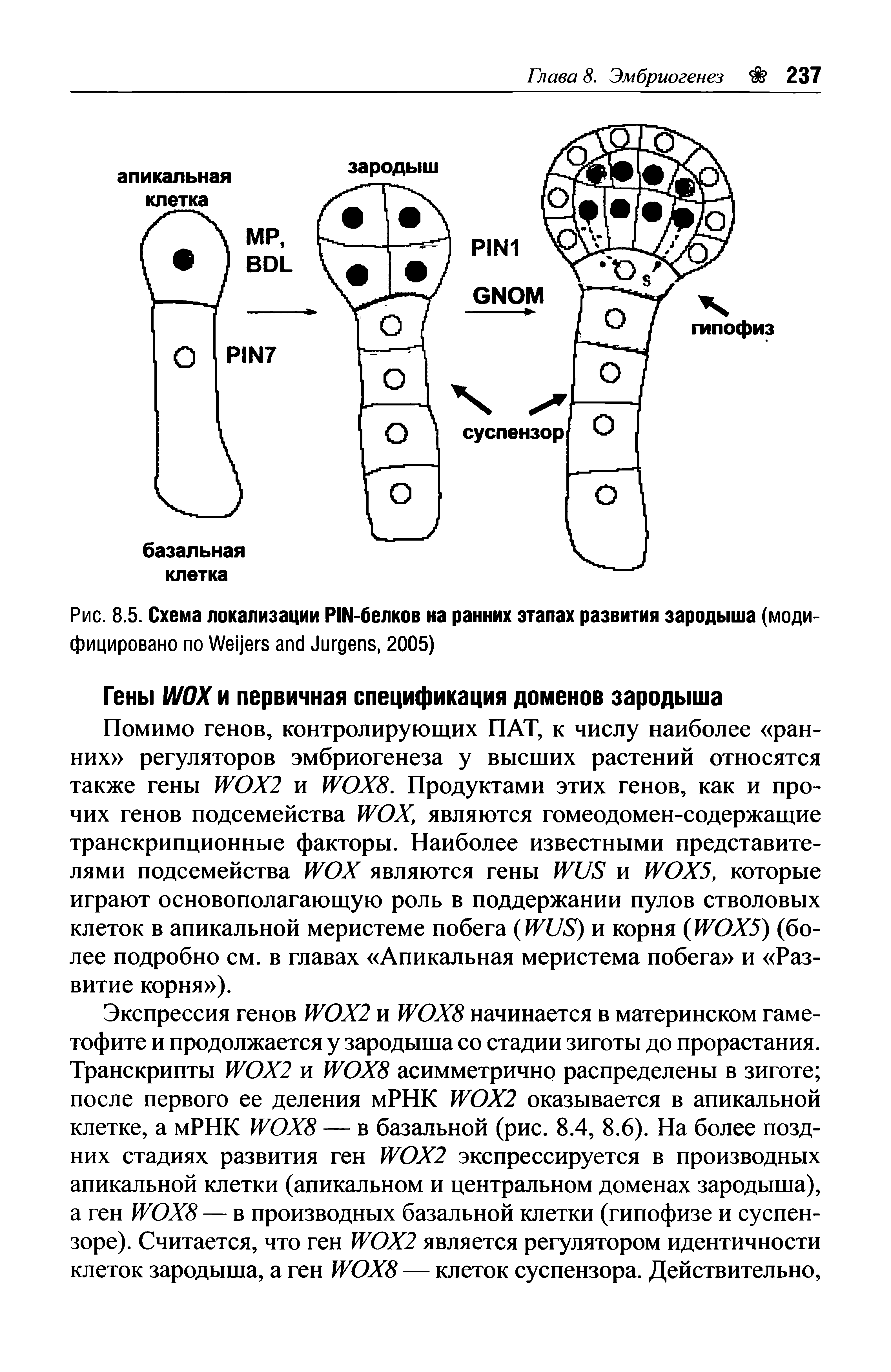 Рис. 8.5. Схема локализации PIN-белков на ранних этапах развития зародыша (модифицировано по W J , 2005)...