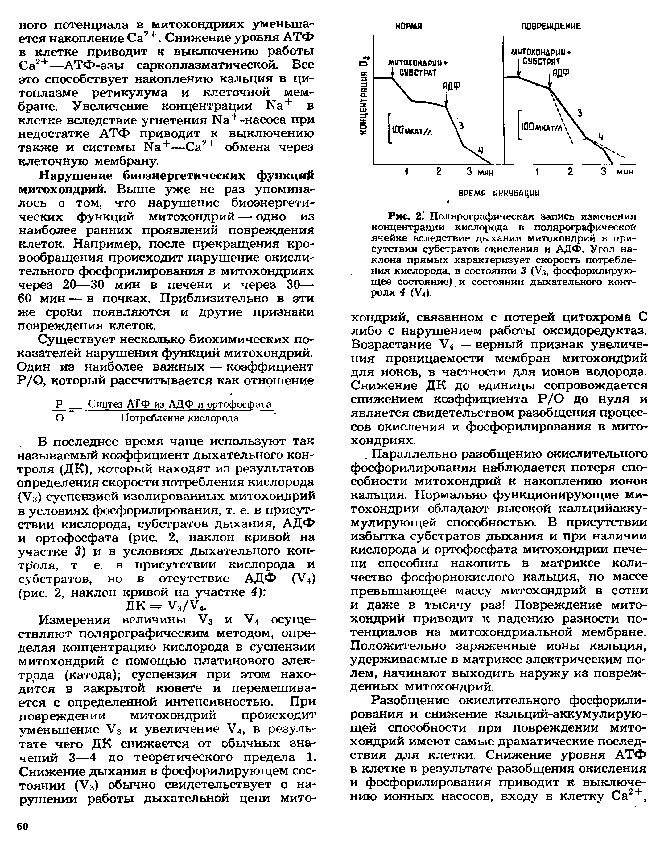 Рис. 2." Полярографическая запись изменения концентрации кислорода в полярографической ячейке вследствие дыхания митохондрий в присутствии субстратов окисления и АДФ. Угол наклона прямых характеризует скорость потребления кислорода, в состоянии 3 (Уз, фосфорилирующее состояние) и состоянии дыхательного контроля 4 (У4).