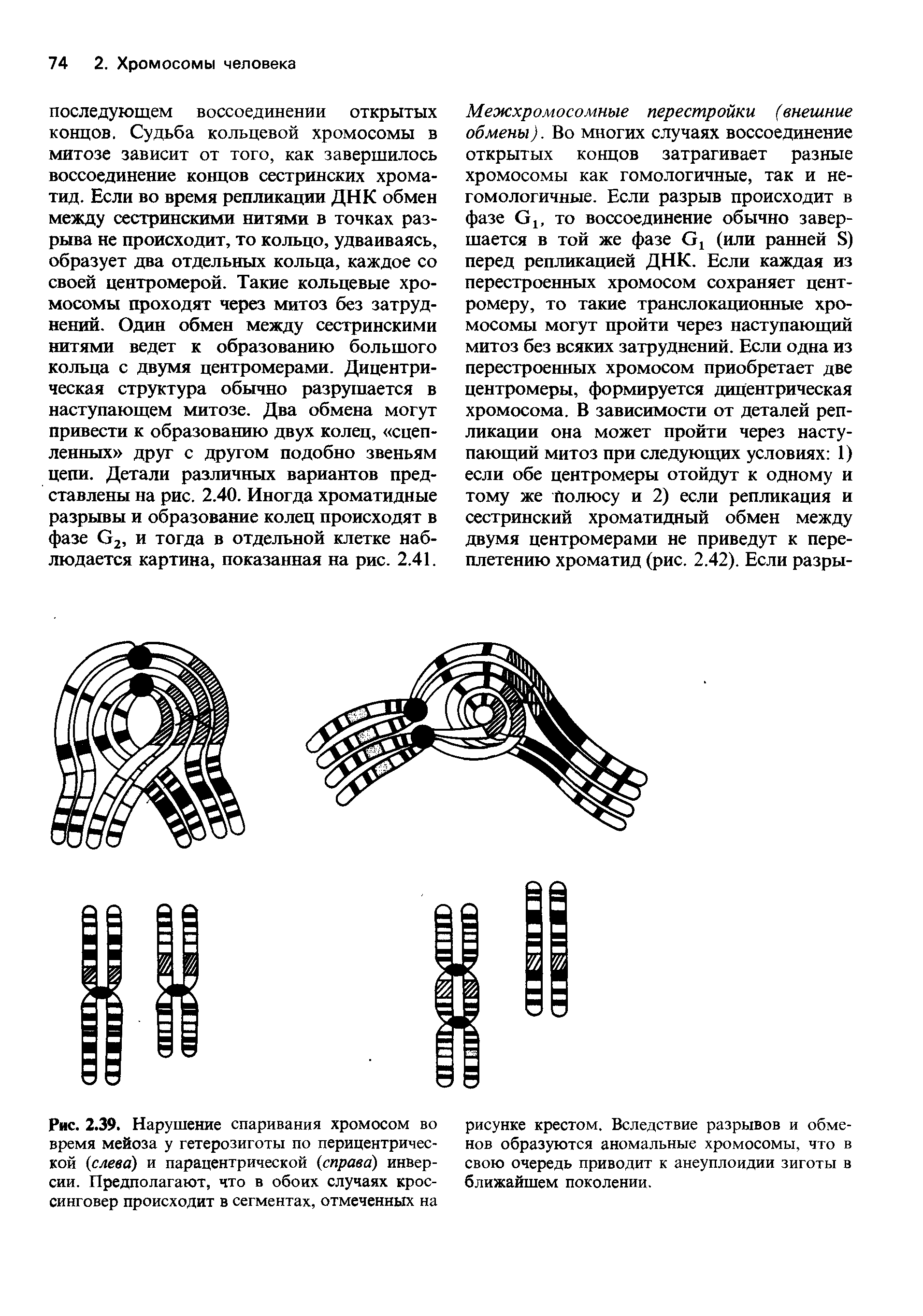 Рис. 2.39. Нарушение спаривания хромосом во время мейоза у гетерозиготы по перицентричес-кой (слева) и парацентрической (справа) инверсии. Предполагают, что в обоих случаях крос-синговер происходит в сегментах, отмеченных на...
