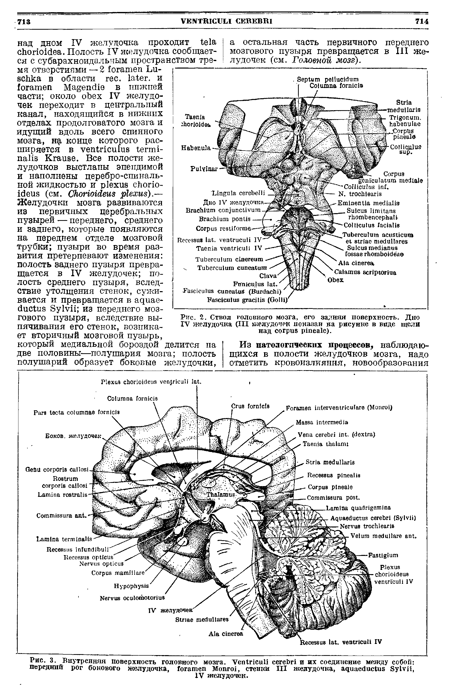 Рис. 2. Ствол головного мозга, его задняя поверхность. Дно IV желудочка (III желудочек показан на рисунке в виде щели над ).