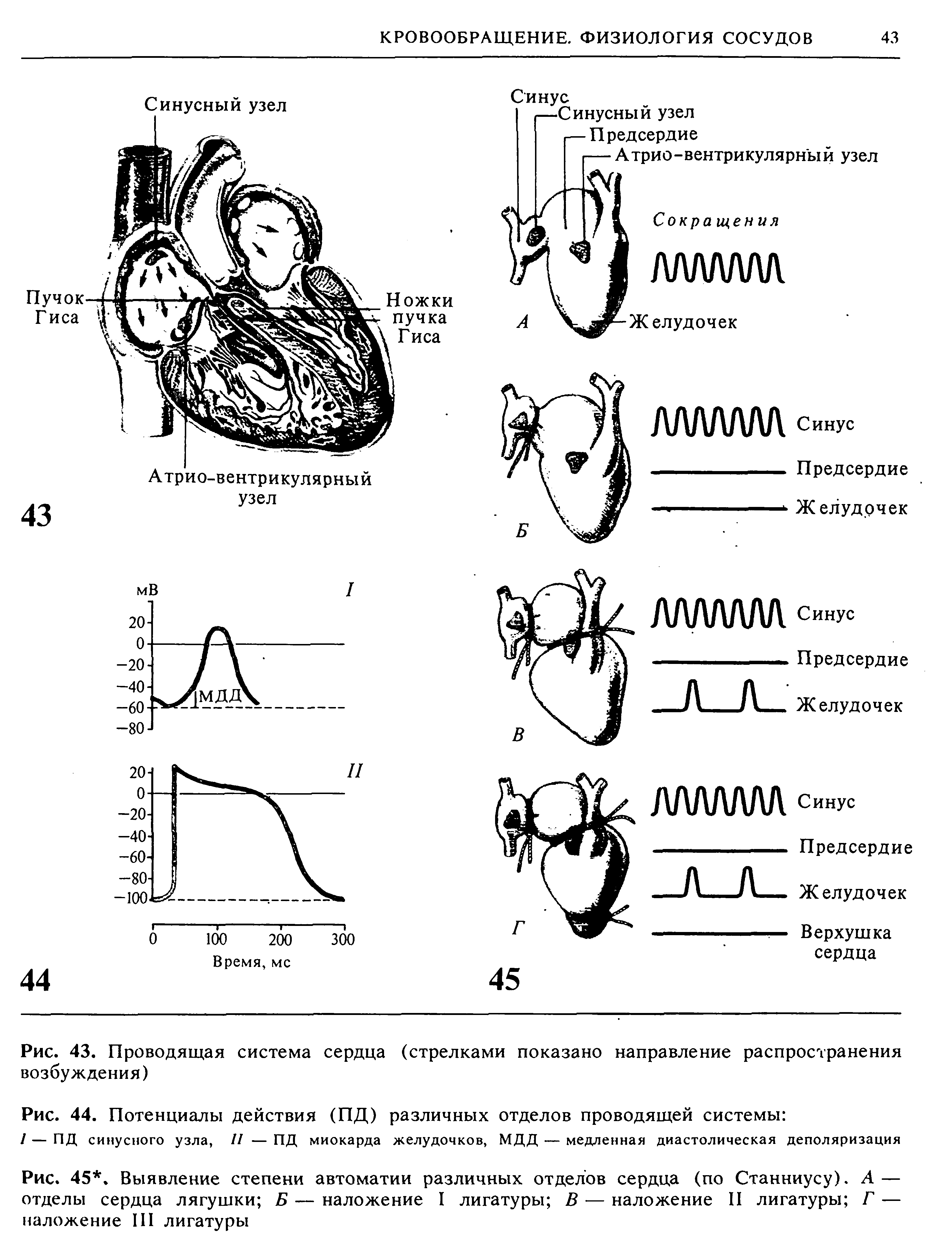 Рис. 45. Выявление степени автоматии различных отделов сердца (по Станниусу). А — отделы сердца лягушки Б — наложение I лигатуры В — наложение II лигатуры Г — наложение III лигатуры...