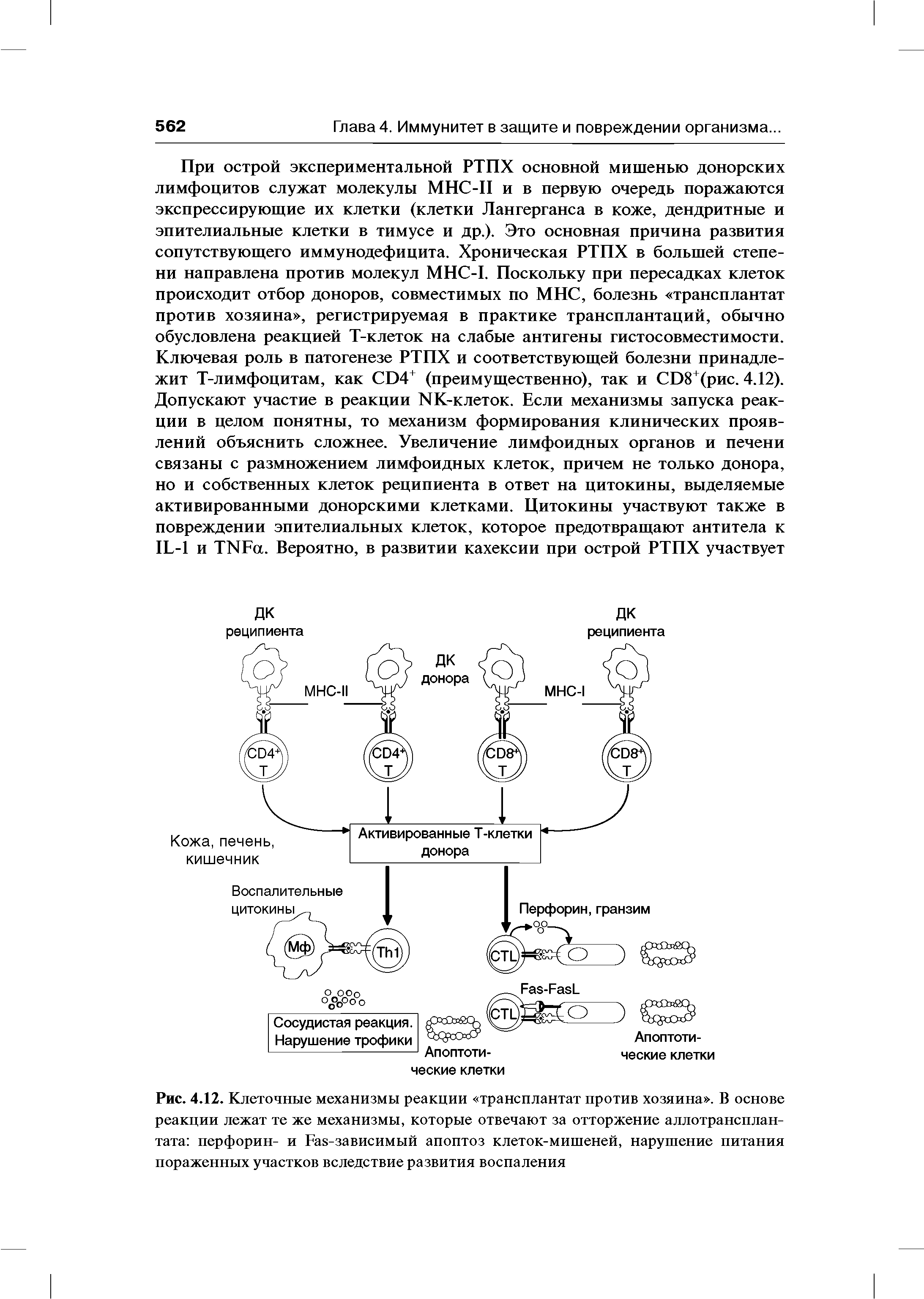 Рис. 4.12. Клеточные механизмы реакции трансплантат против хозяина . В основе реакции лежат те же механизмы, которые отвечают за отторжение аллотрансплантата перфорин- и Гав-зависимый апоптоз клеток-мишеней, нарушение питания пораженных участков вследствие развития воспаления...