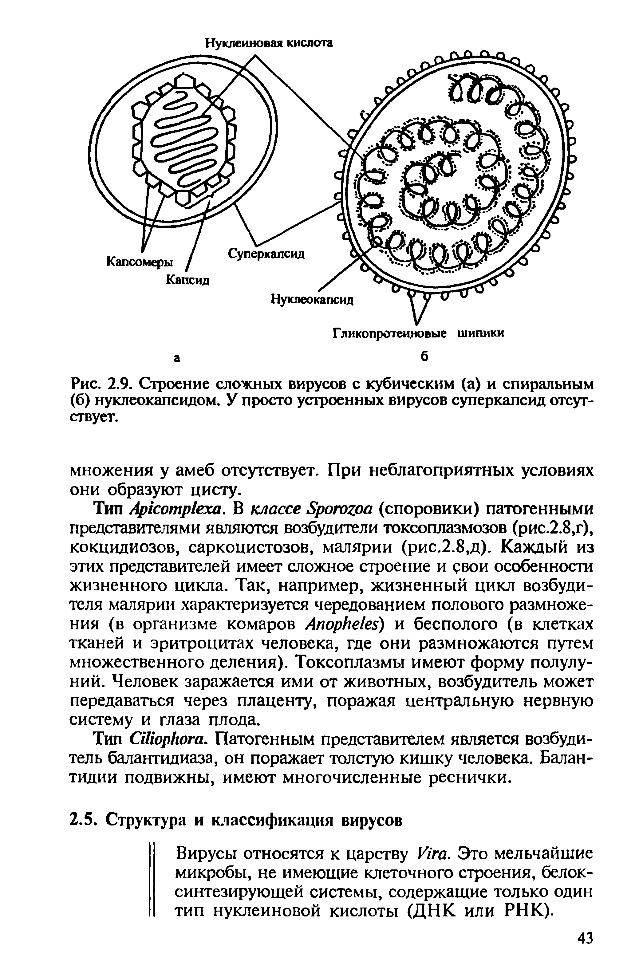 Рис. 2.9. Строение сложных вирусов с кубическим (а) и спиральным (б) нуклеокапсидом. У просто устроенных вирусов суперкапсид отсутствует.