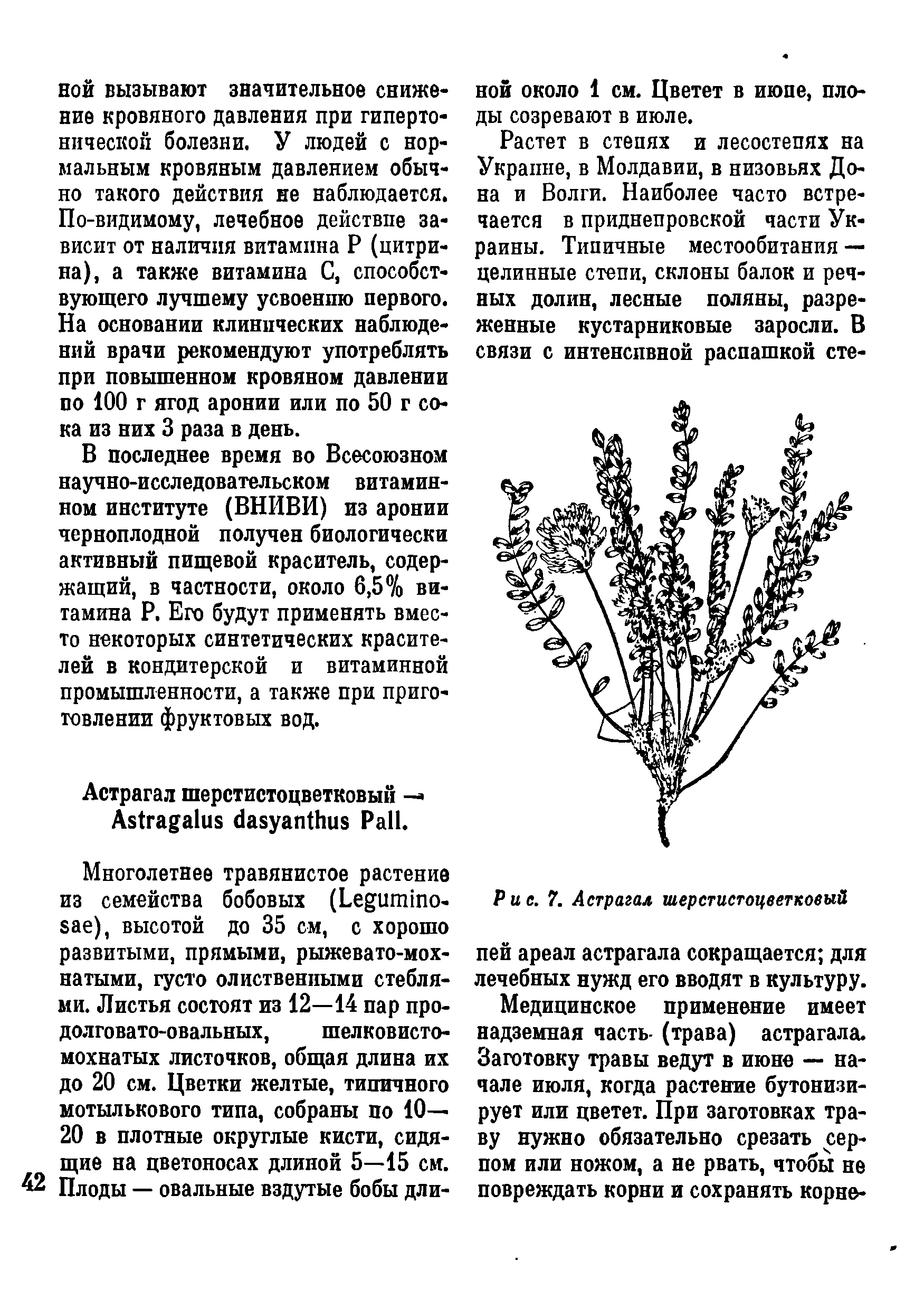 Рис. 7. Астрагал шерстистоцветковый пей ареал астрагала сокращается для лечебных нужд его вводят в культуру.