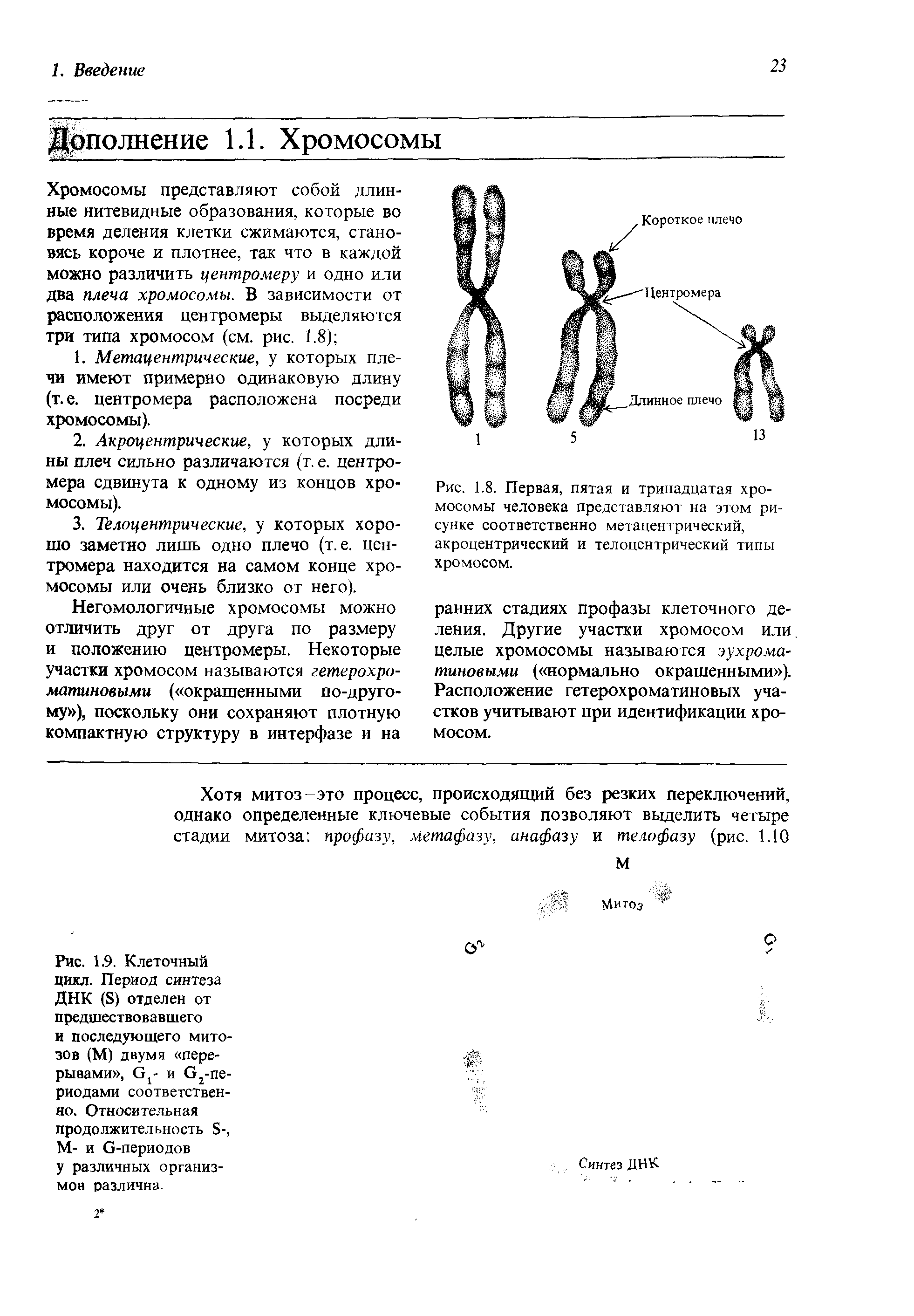 Рис. 1.8. Первая, пятая и тринадцатая хромосомы человека представляют на этом рисунке соответственно метацентрический, акроцентрический и телоцентрический типы хромосом.