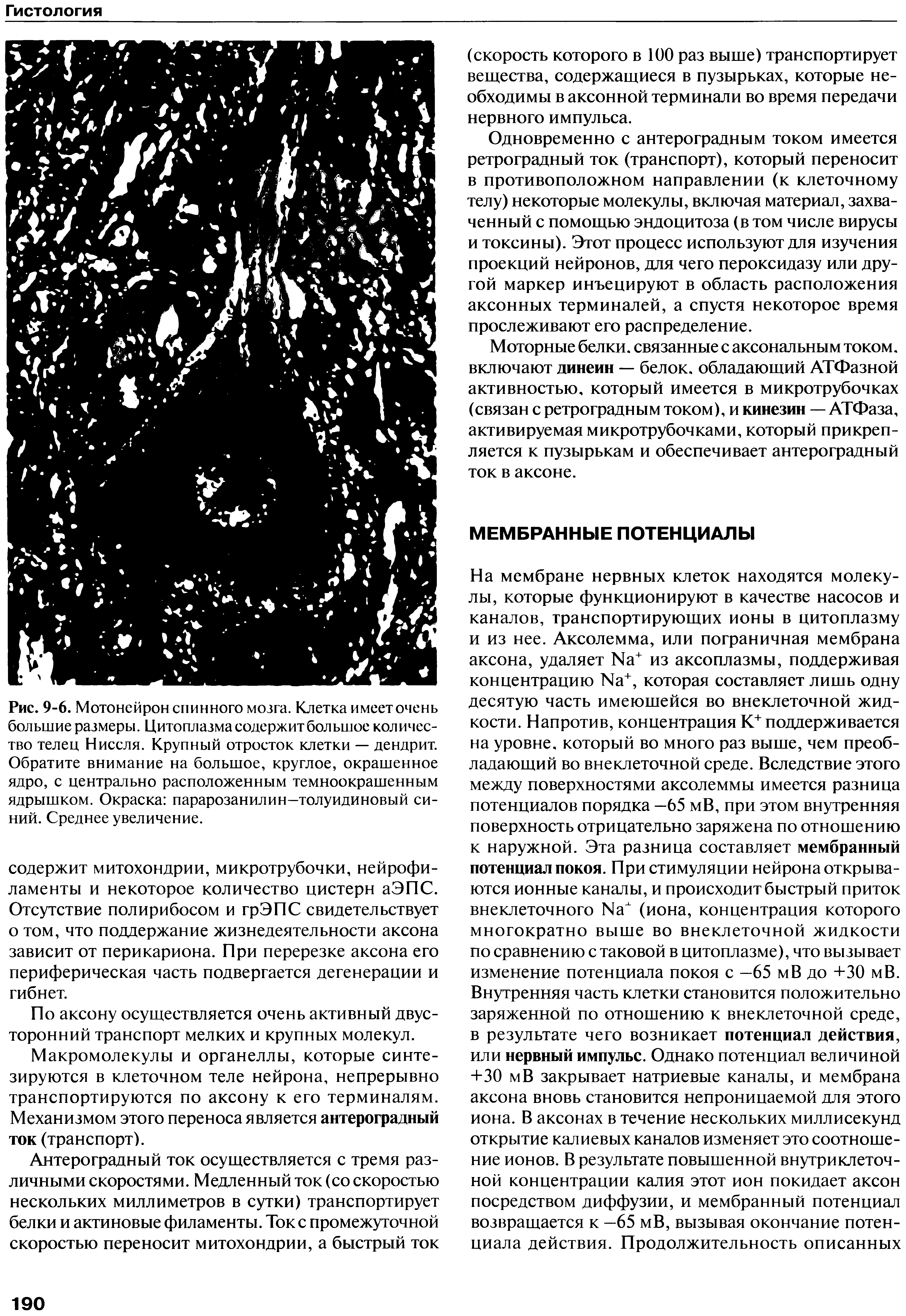 Рис. 9-6. Мотонейрон спинного мозга. Клетка имеет очень большие размеры. Цитоплазма содержит большое количество телец Ниссля. Крупный отросток клетки — дендрит. Обратите внимание на большое, круглое, окрашенное ядро, с центрально расположенным темноокрашенным ядрышком. Окраска парарозанилин—толуидиновый синий. Среднее увеличение.