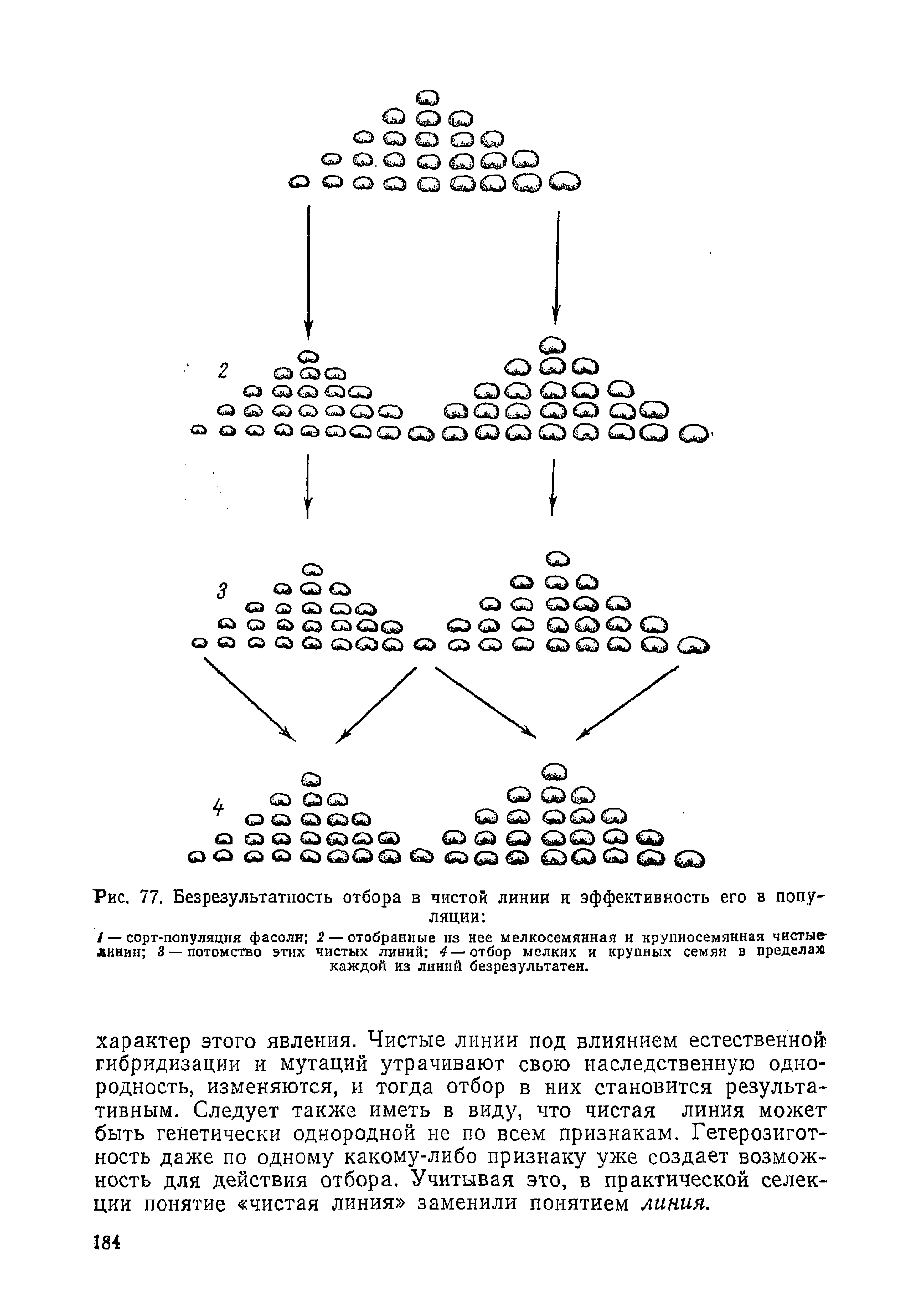 Рис. 77. Безрезультатность отбора в чистой линии и эффективность его в популяции ...