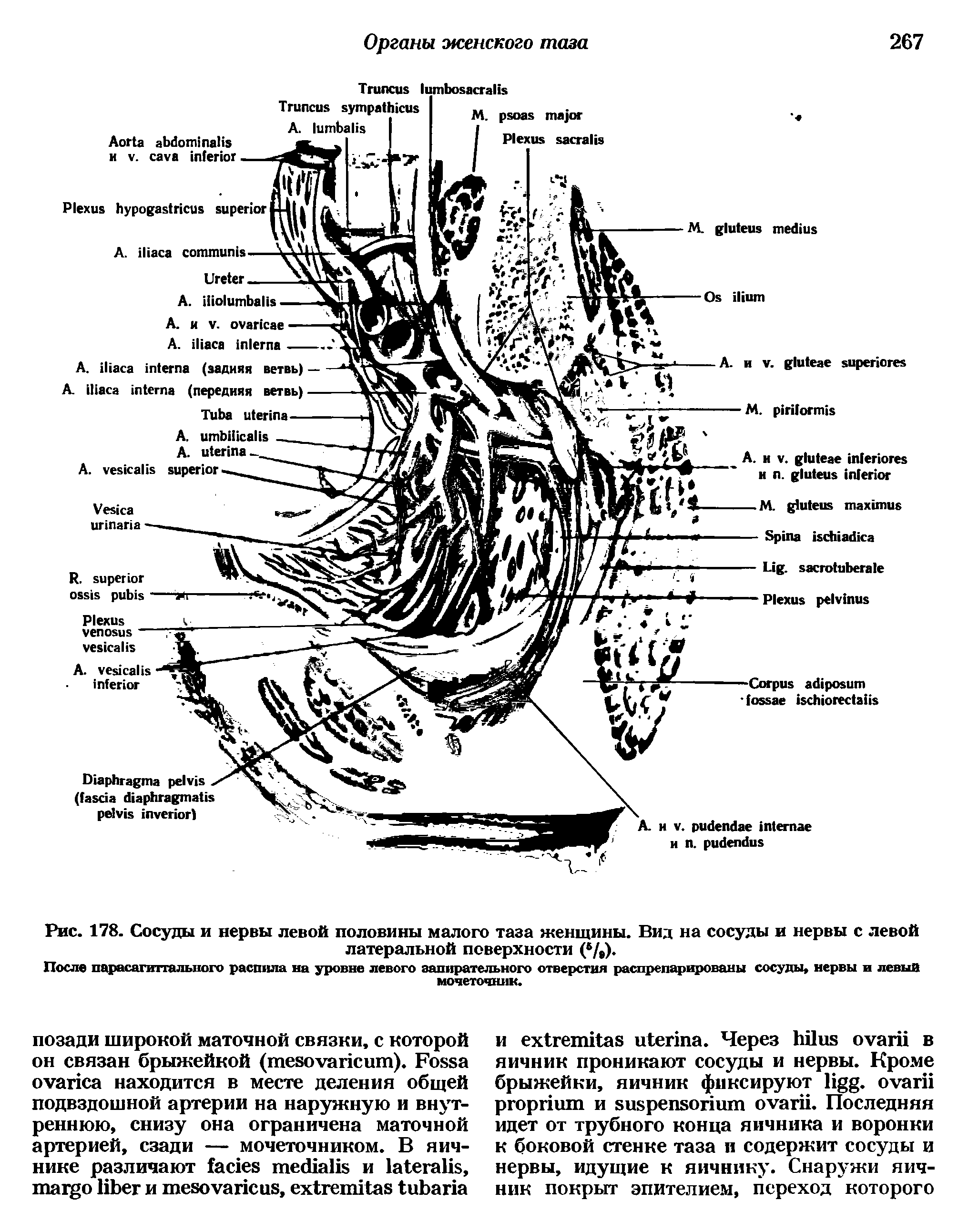 Рис. 178. Сосуды и нервы левой половины малого таза женщины. Вид на сосуды и нервы с левой латеральной поверхности ( /,).