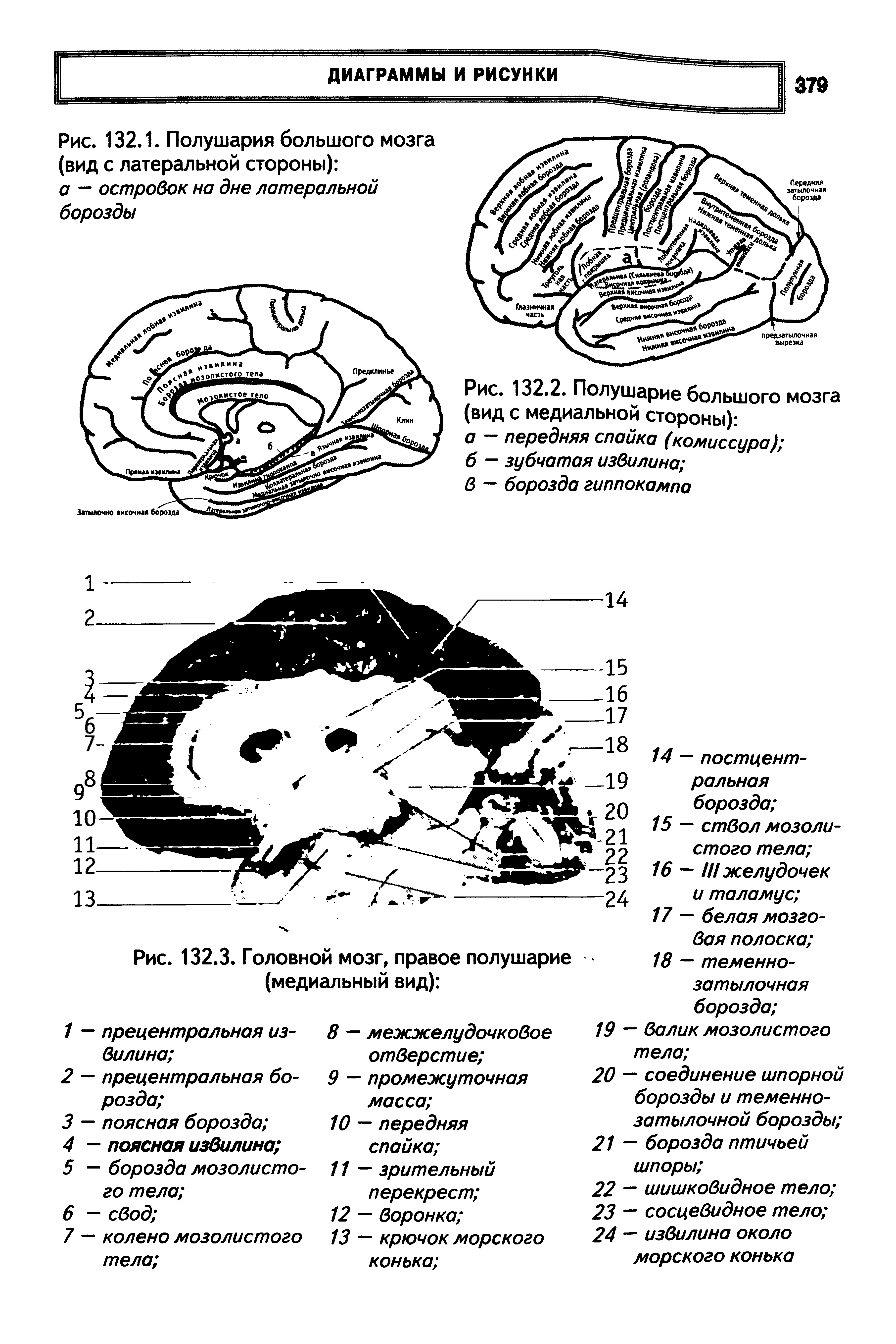 Рис. 132.1. Полушария большого мозга (вид с латеральной стороны) а островок на дне латеральной борозды...