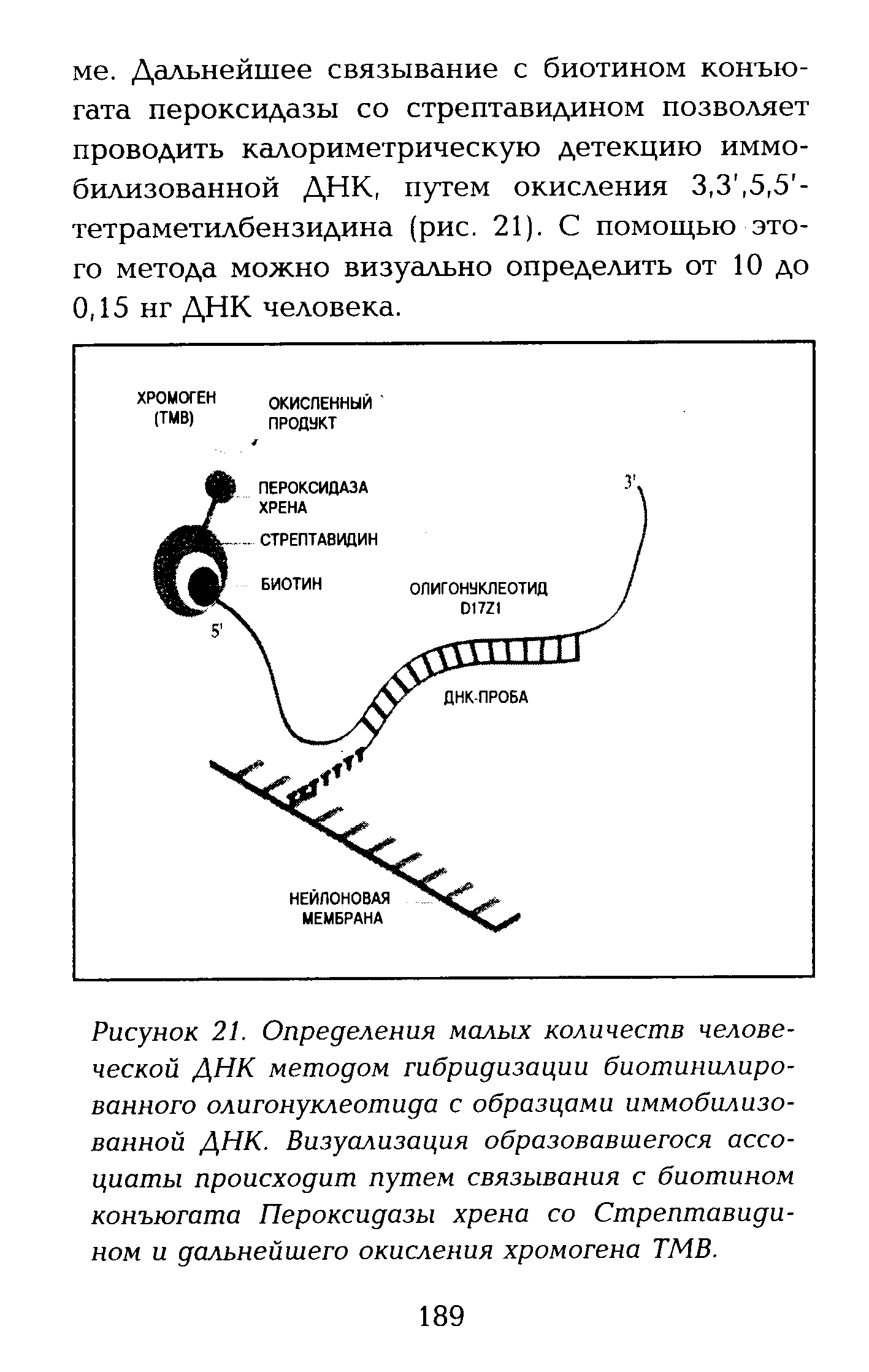 Рисунок 21. Определения малых количеств человеческой ДНК методом гибридизации биотинилированного олигонуклеотида с образцами иммобилизованной ДНК. Визуализация образовавшегося ассоциаты происходит путем связывания с биотином конъюгата Пероксидазы хрена со Стрептавидином и дальнейшего окисления хромогена ТМВ.