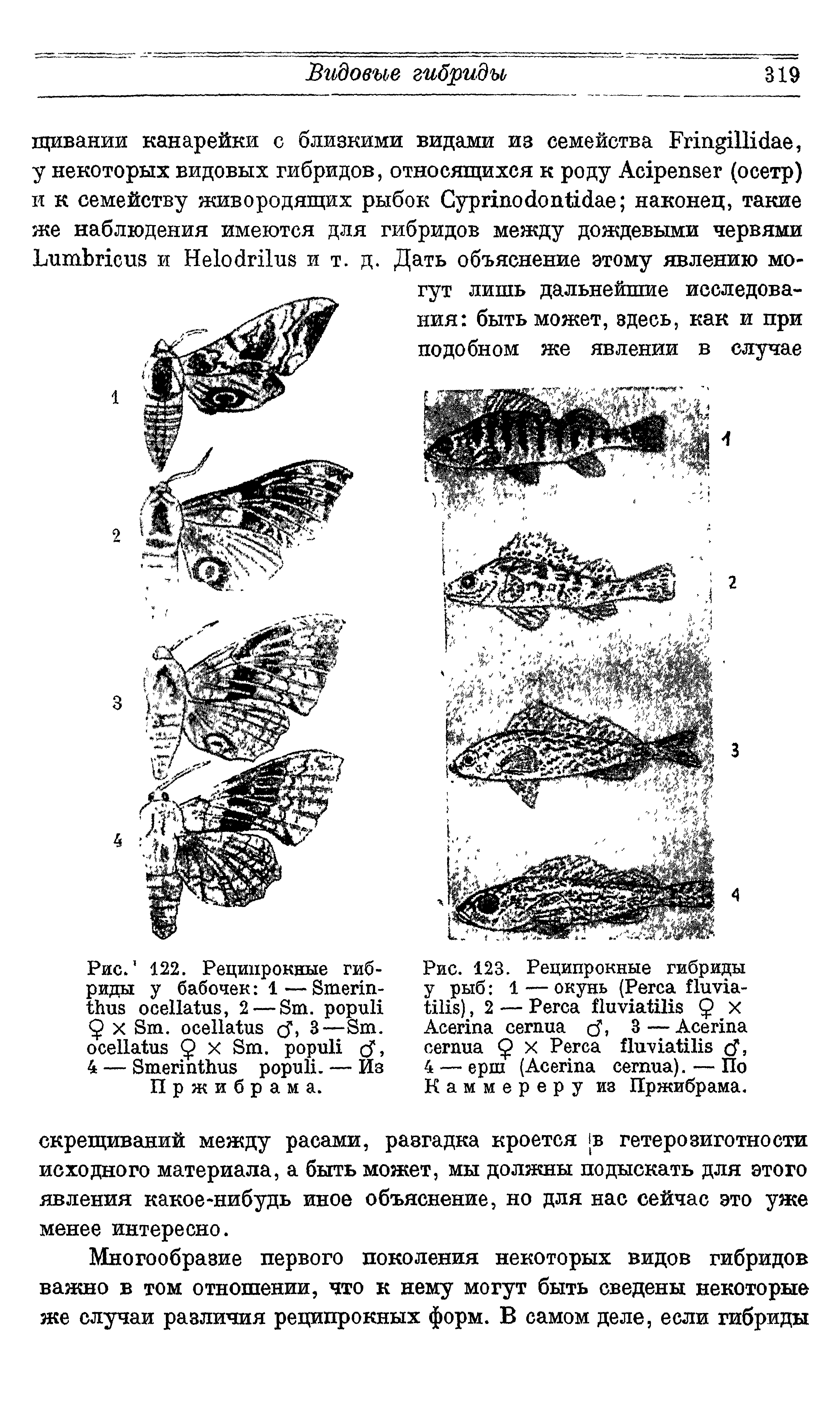 Рис. 123. Реципрокные гибриды у рыб 1 — окунь (P - ), 2 — P Q X A 3 — A Q X P T, 4 — ерш (A ). — По Каммереру из Пржибрама.