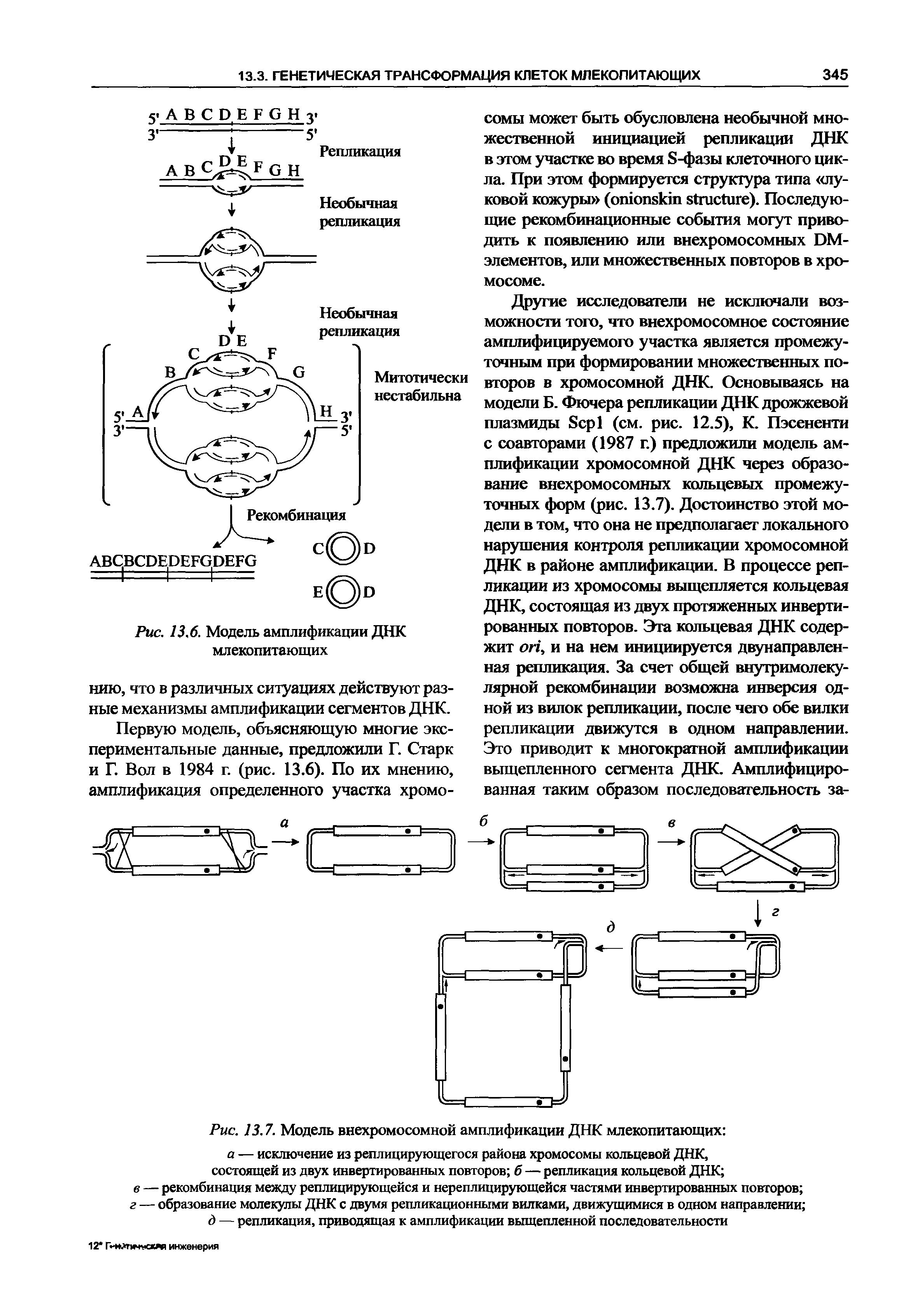 Рис. 13.7. Модель внехромосомной амплификации ДНК млекопитающих а — исключение из реплицирующегося района хромосомы кольцевой ДНК, состоящей из двух инвертированных повторов б — репликация кольцевой ДНК ...